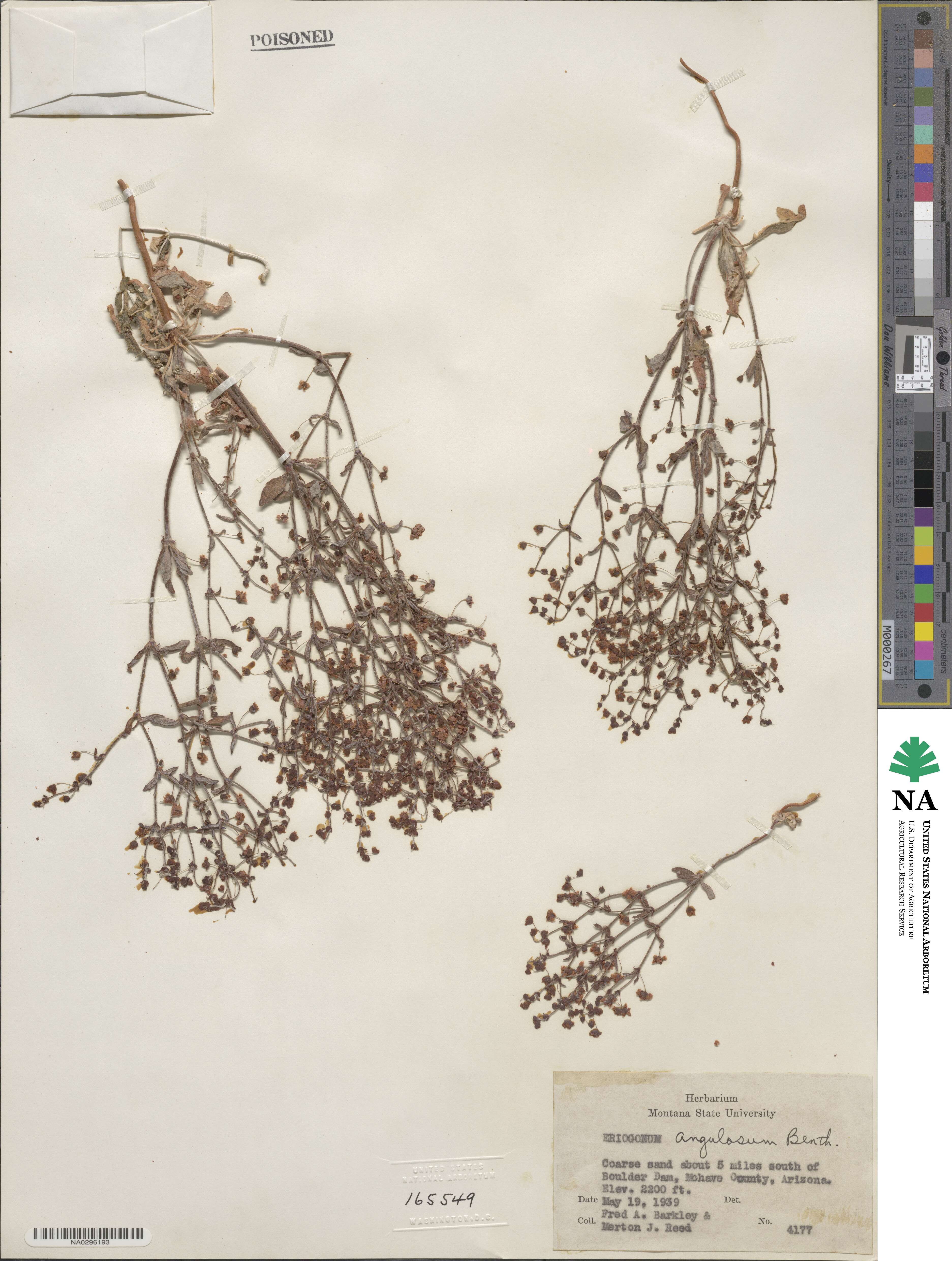 Eriogonum angulosum image