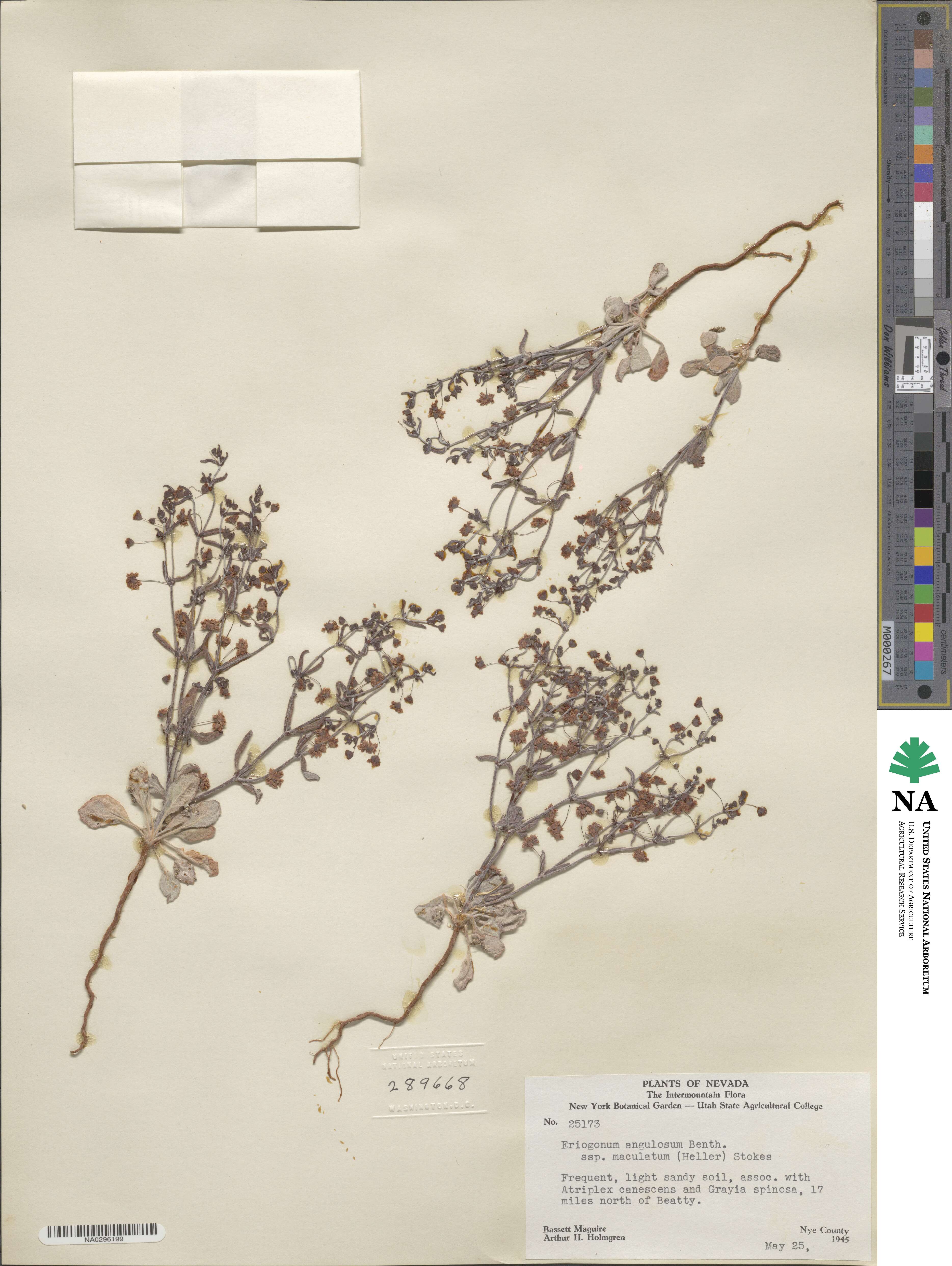 Eriogonum maculatum image