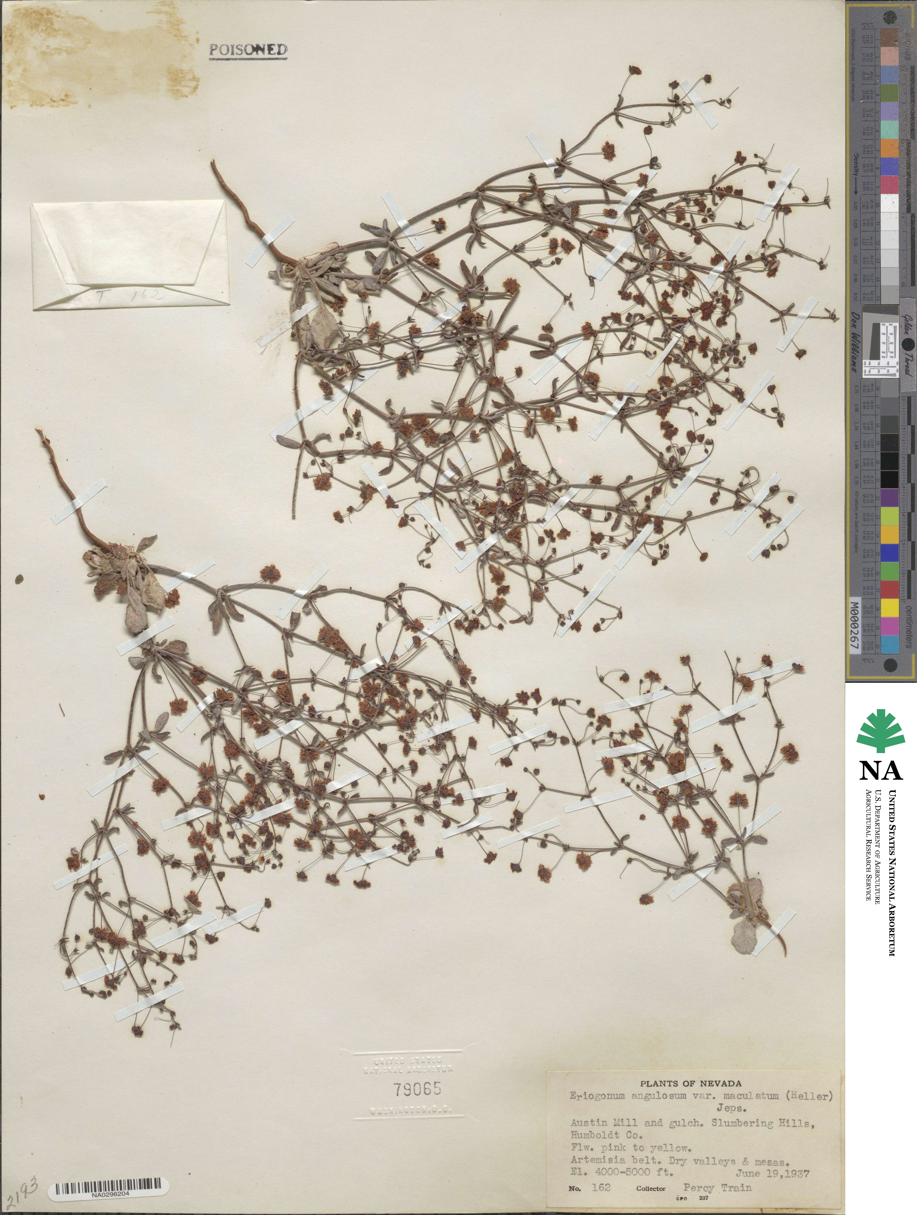 Eriogonum maculatum image