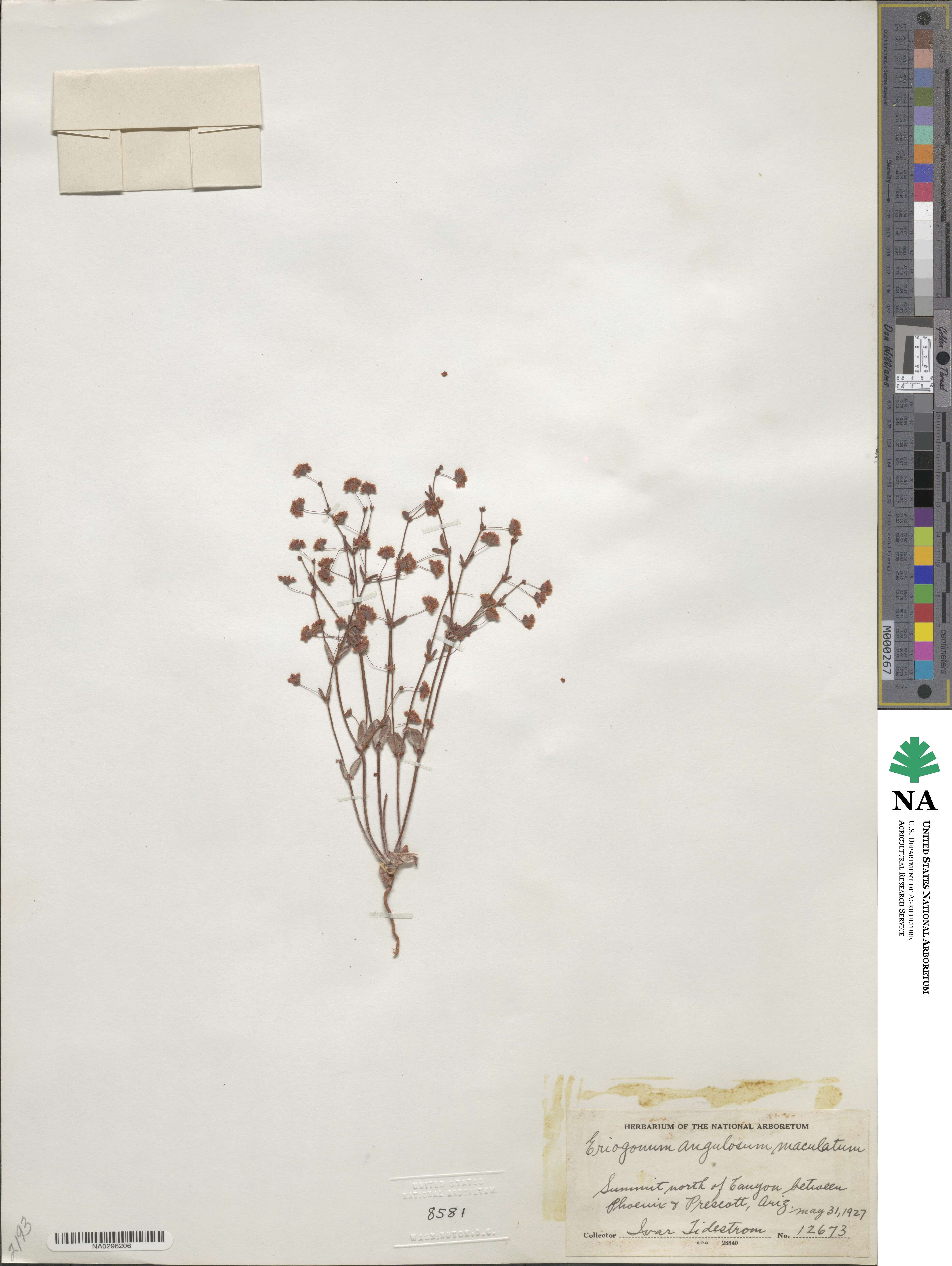 Eriogonum maculatum image