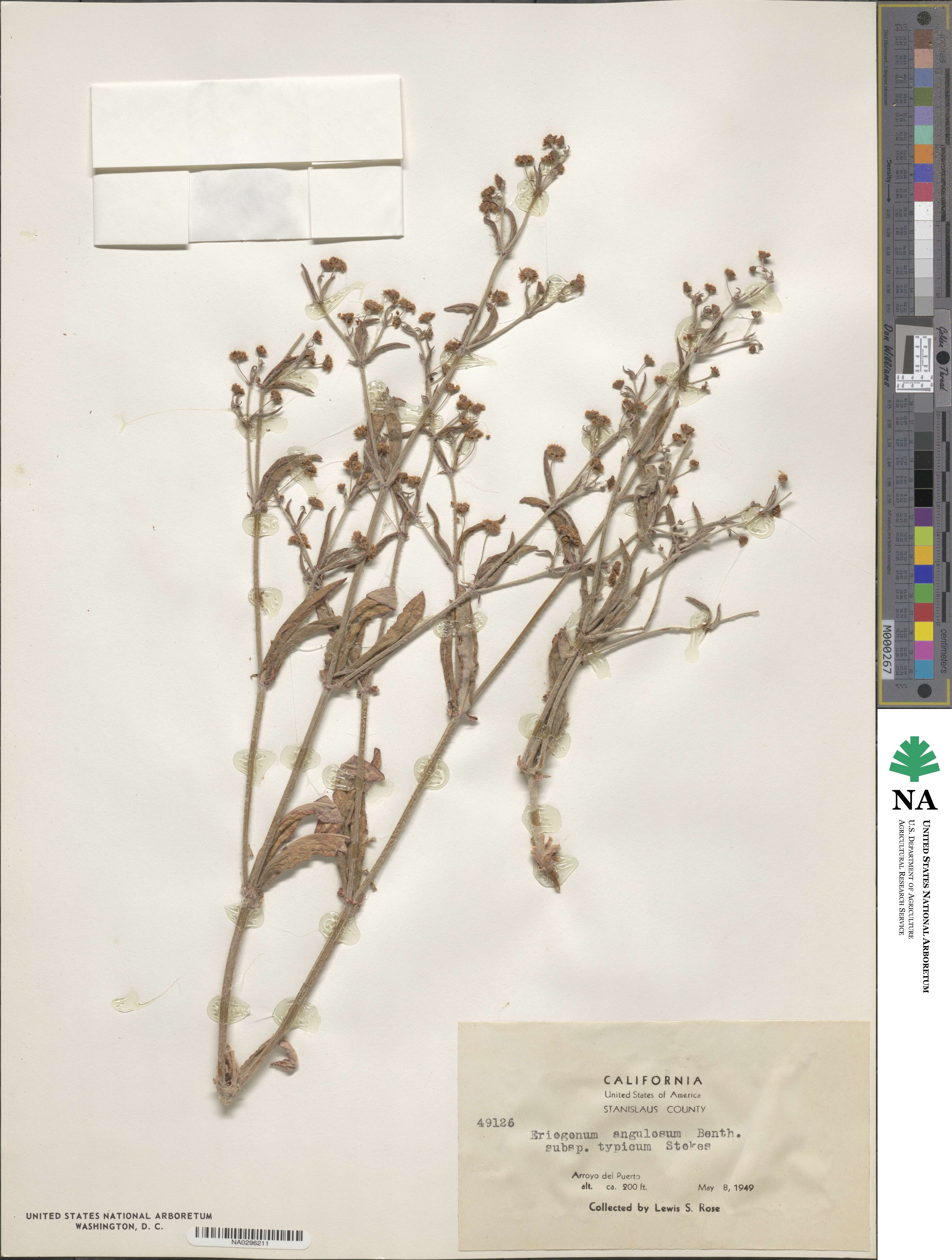 Eriogonum angulosum image