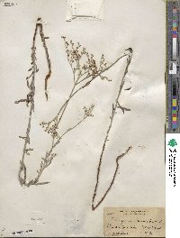 Eriogonum annuum image