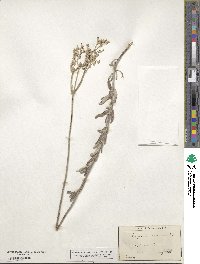 Eriogonum annuum image