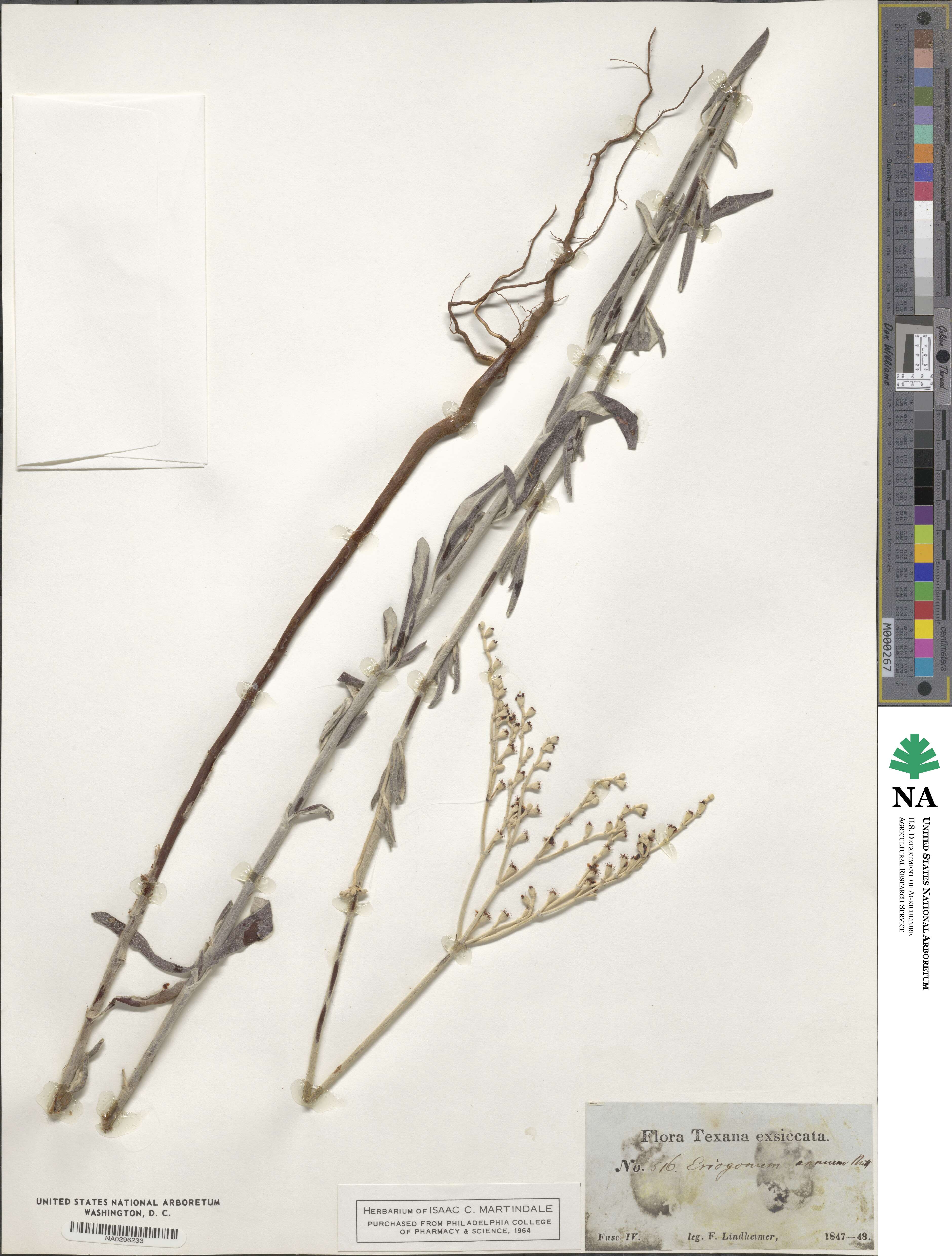 Eriogonum annuum image