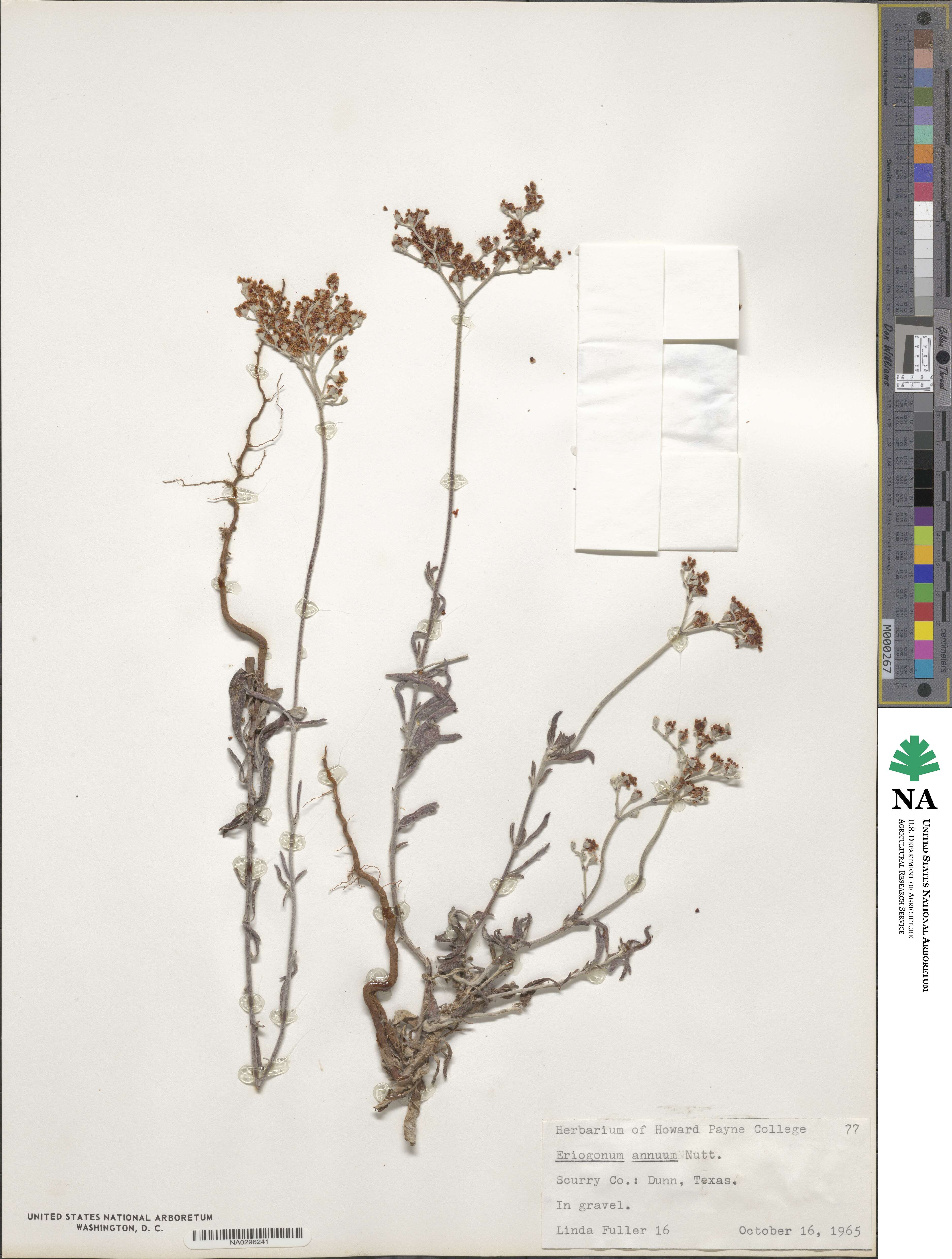 Eriogonum annuum image