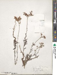 Eriogonum annuum image