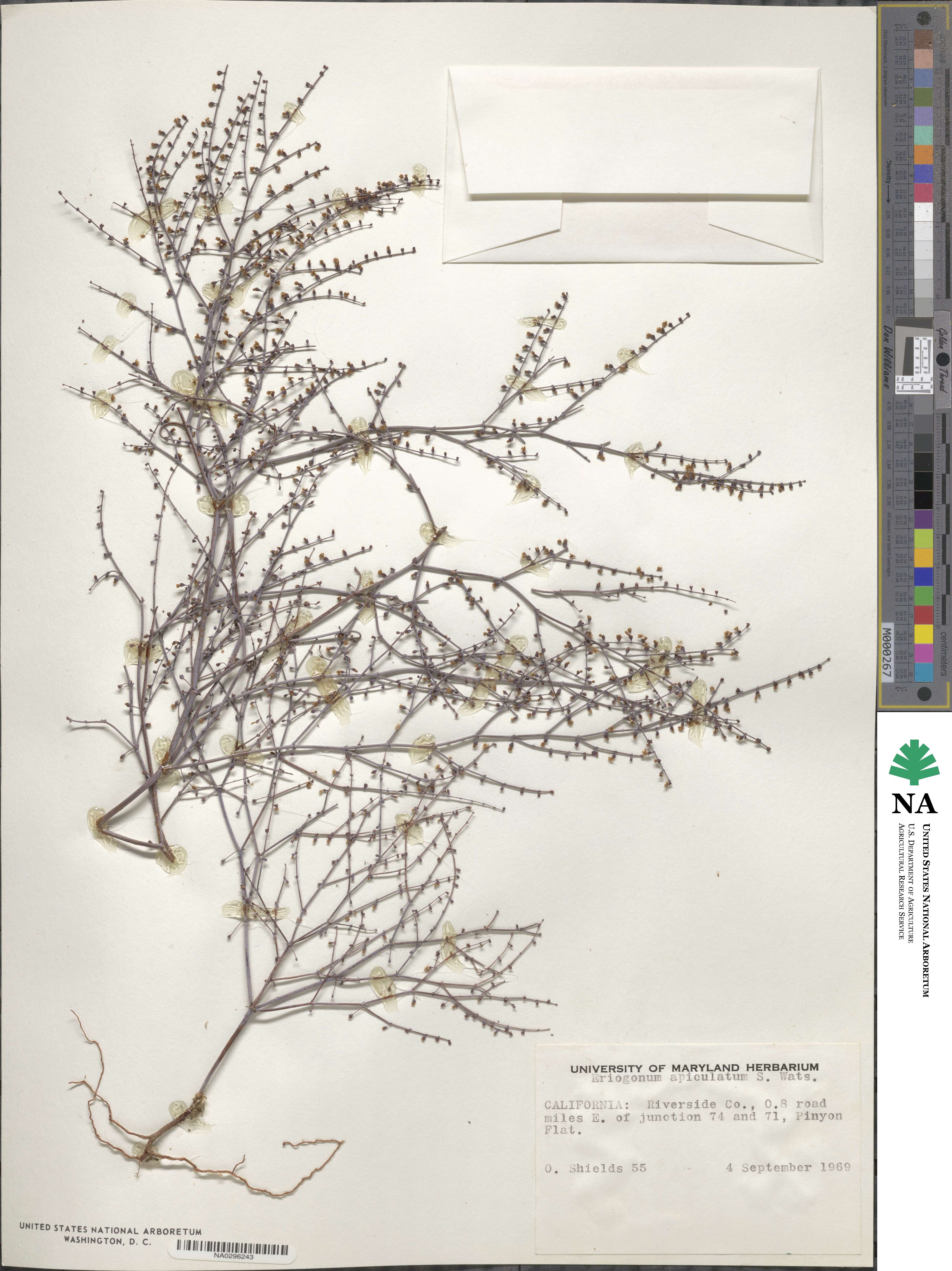 Eriogonum apiculatum image