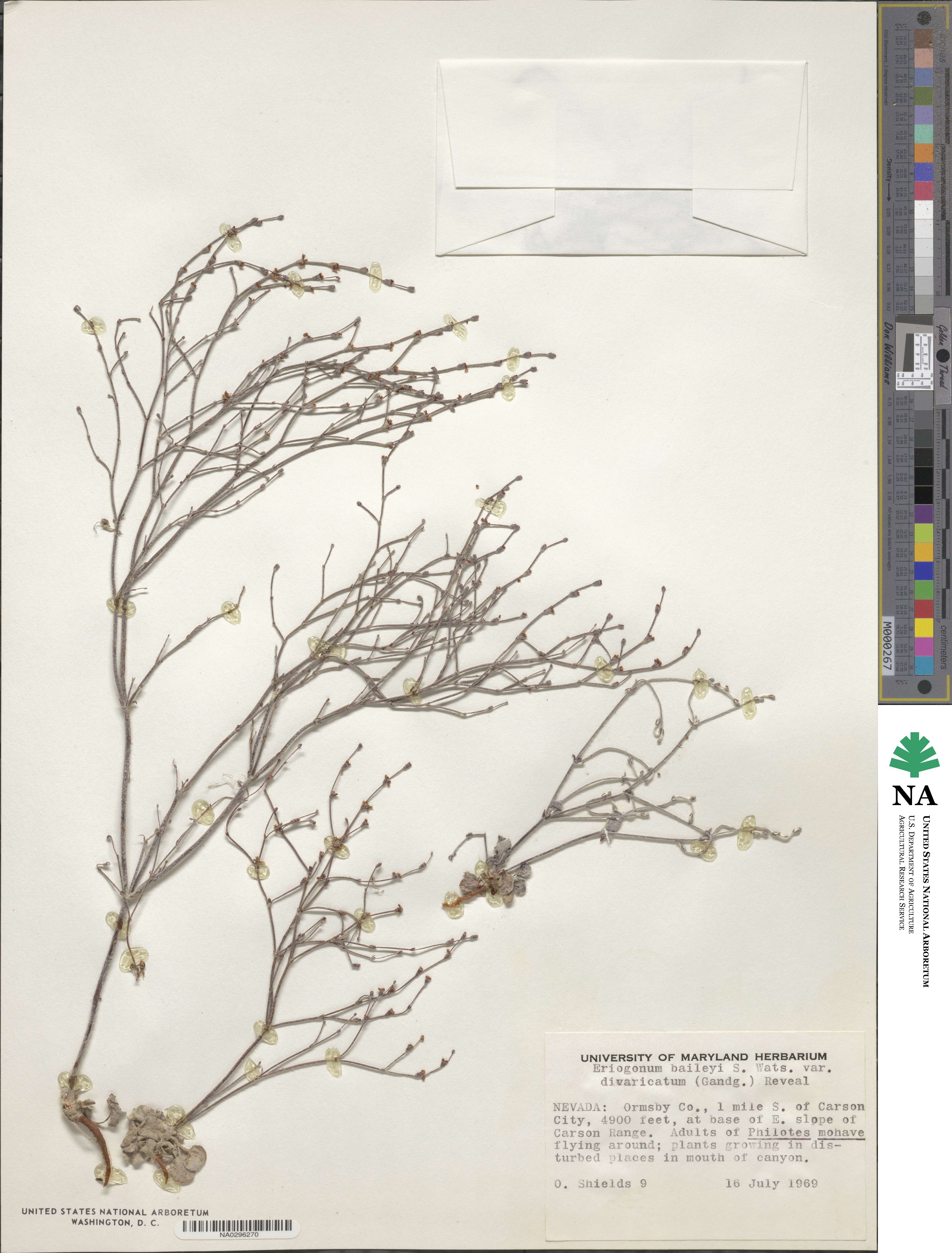 Eriogonum baileyi var. praebens image