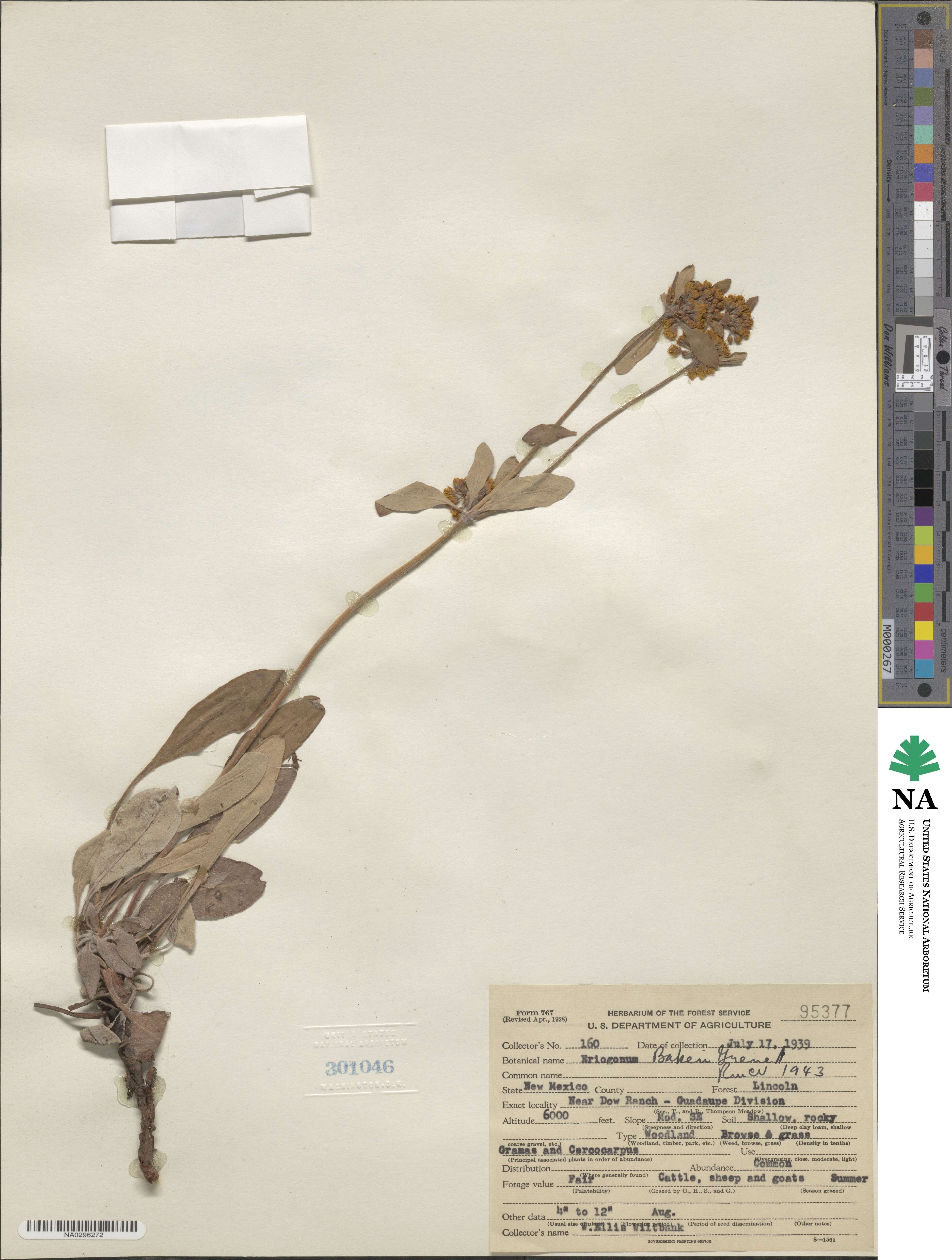 Eriogonum arcuatum image