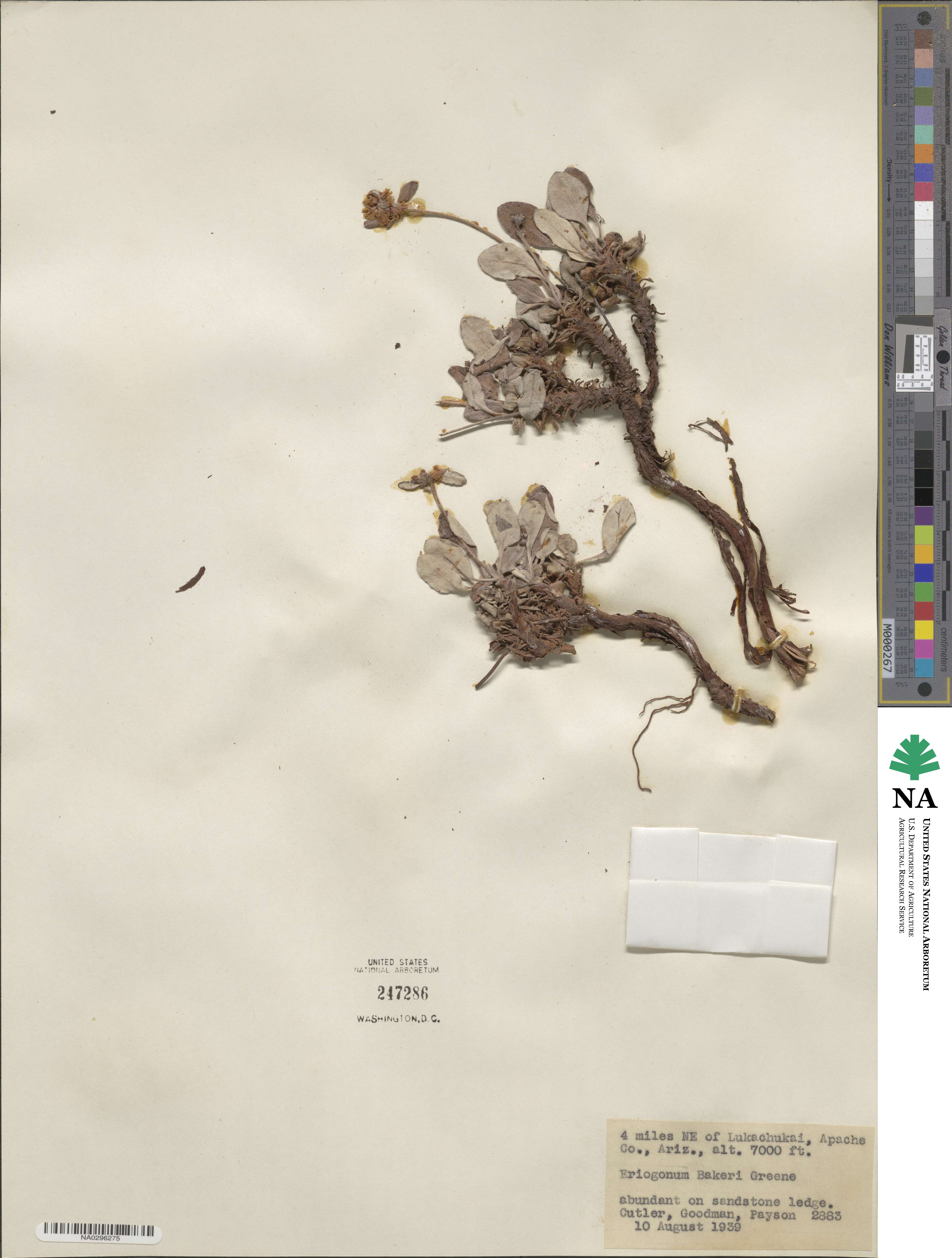 Eriogonum arcuatum image
