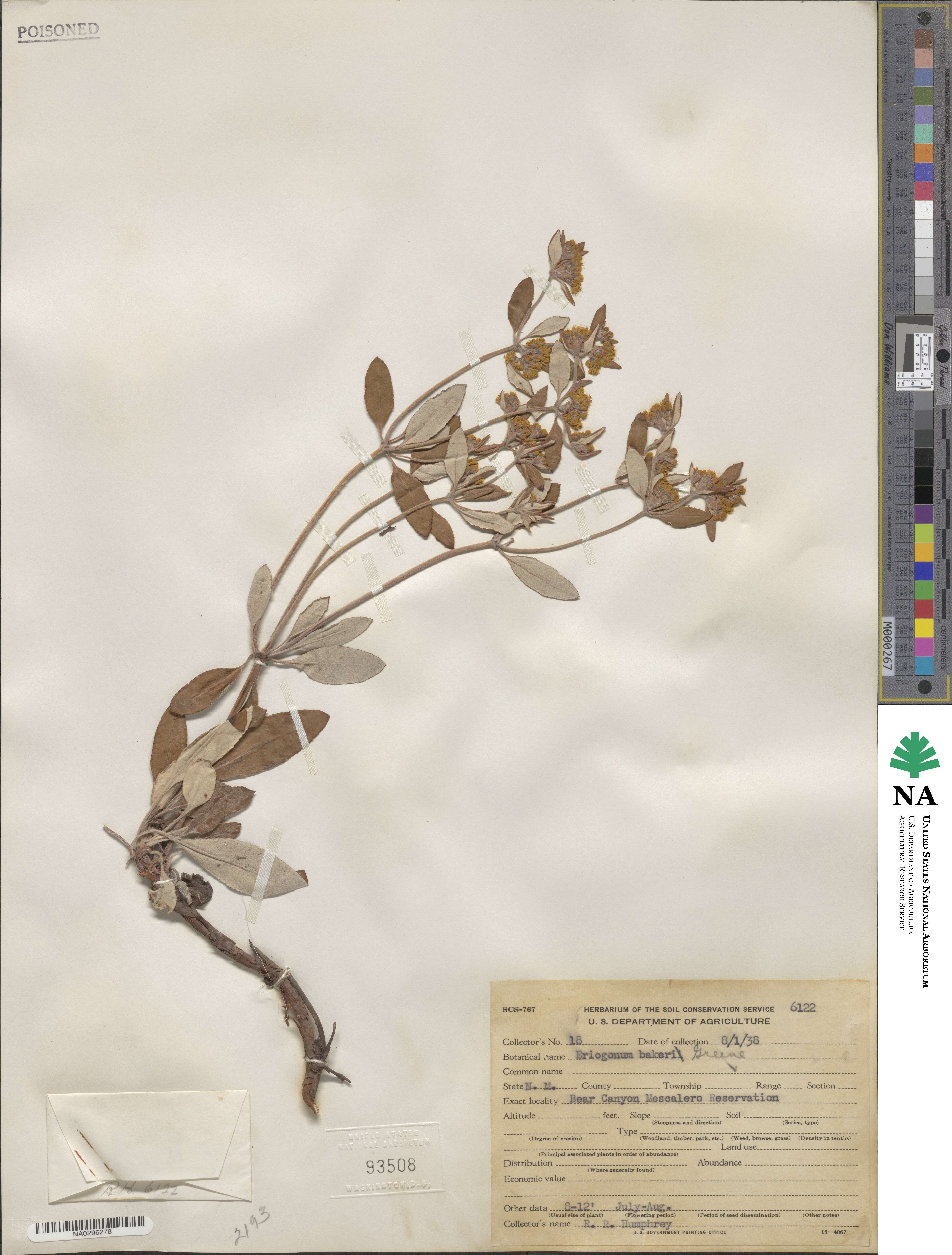 Eriogonum arcuatum image