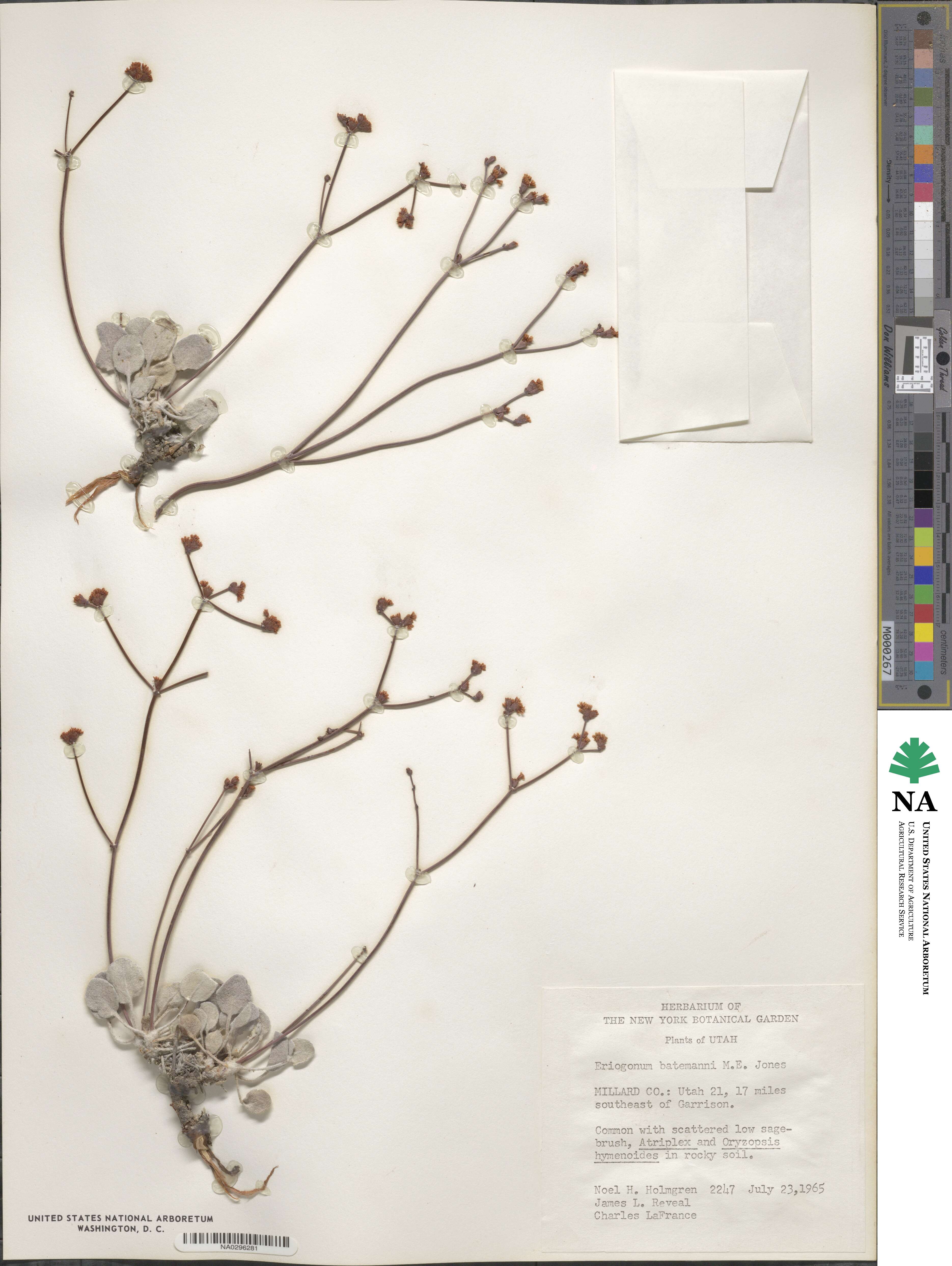 Eriogonum batemanii image