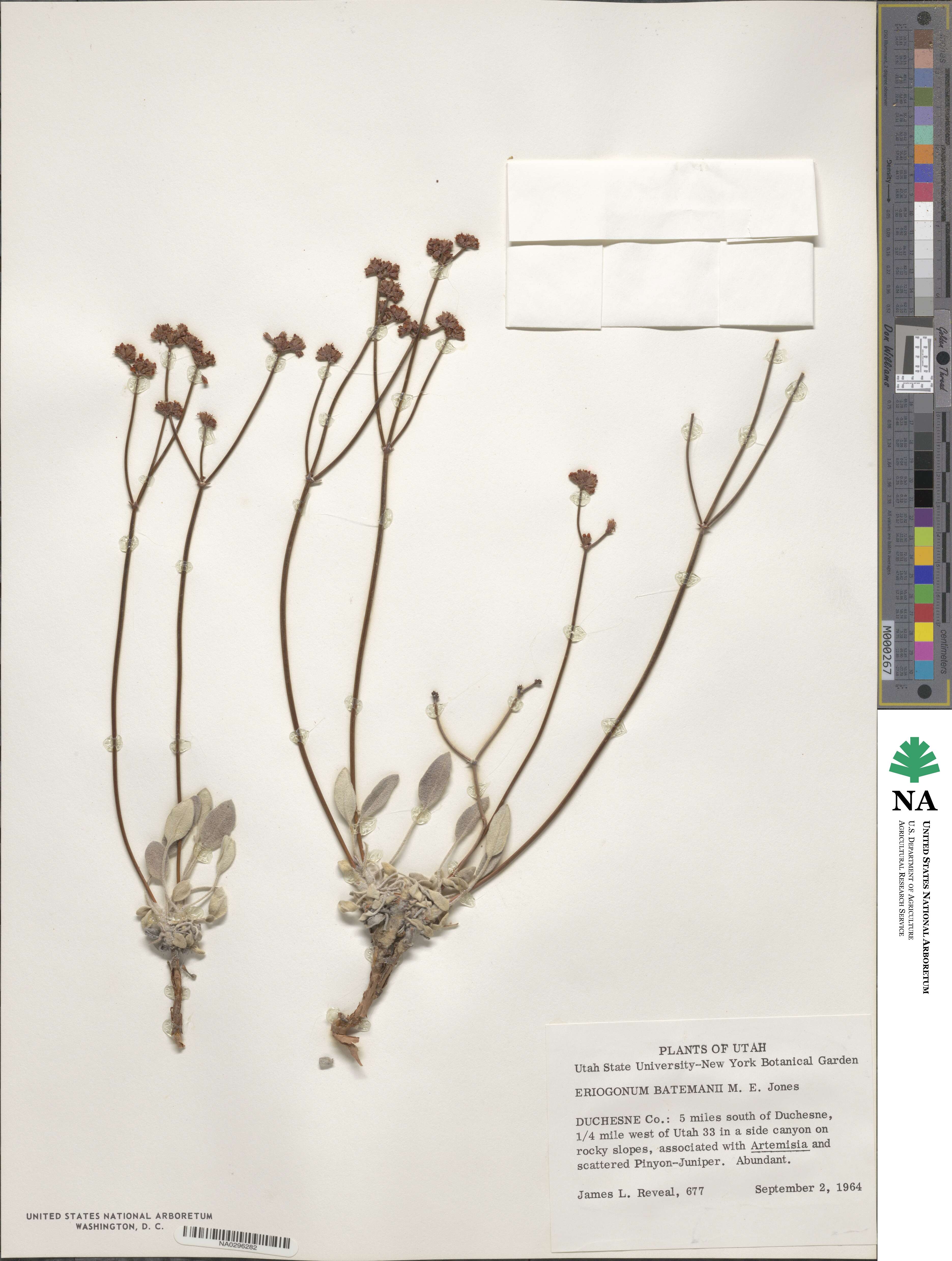 Eriogonum batemanii image