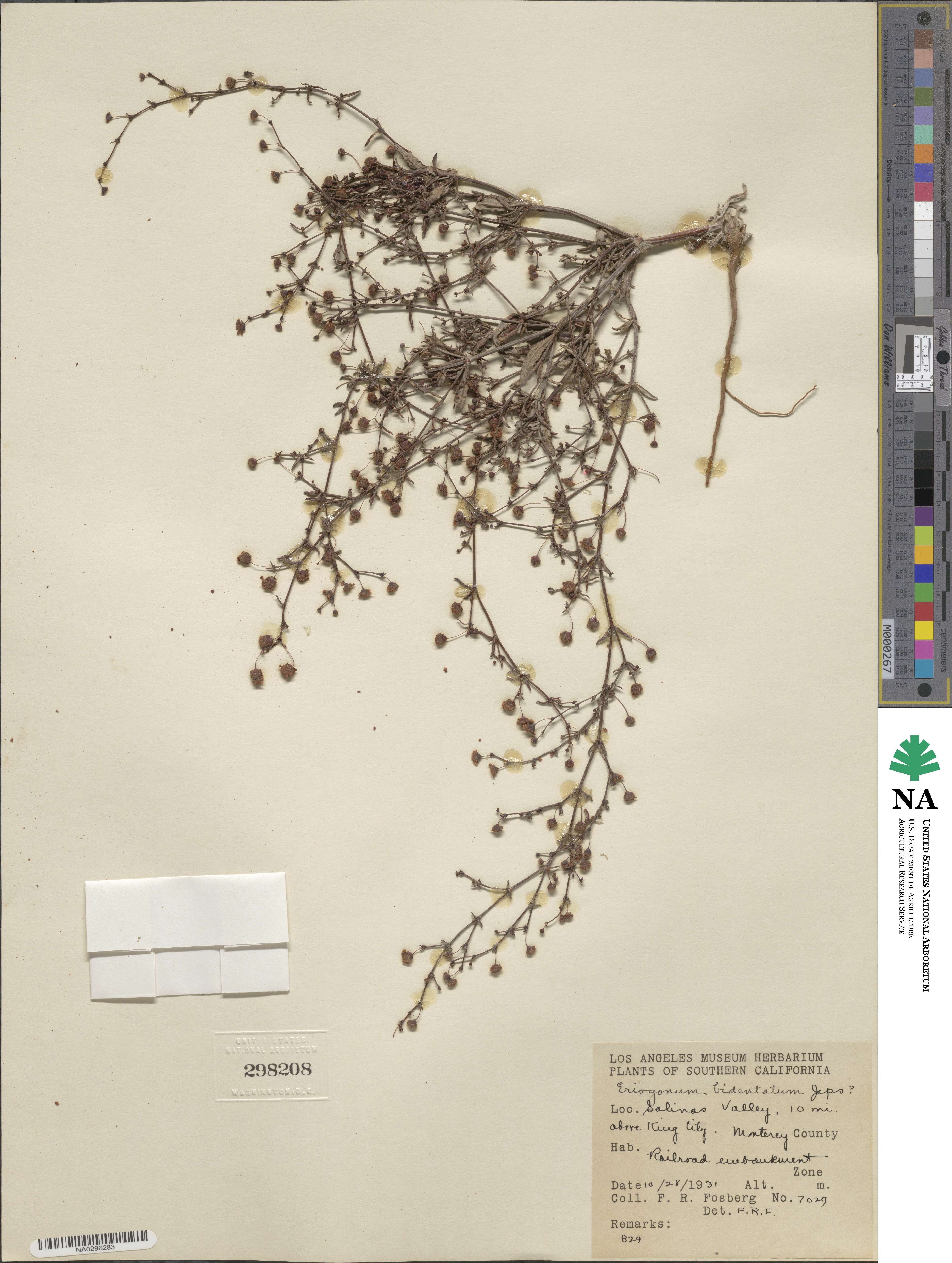 Eriogonum viridescens image