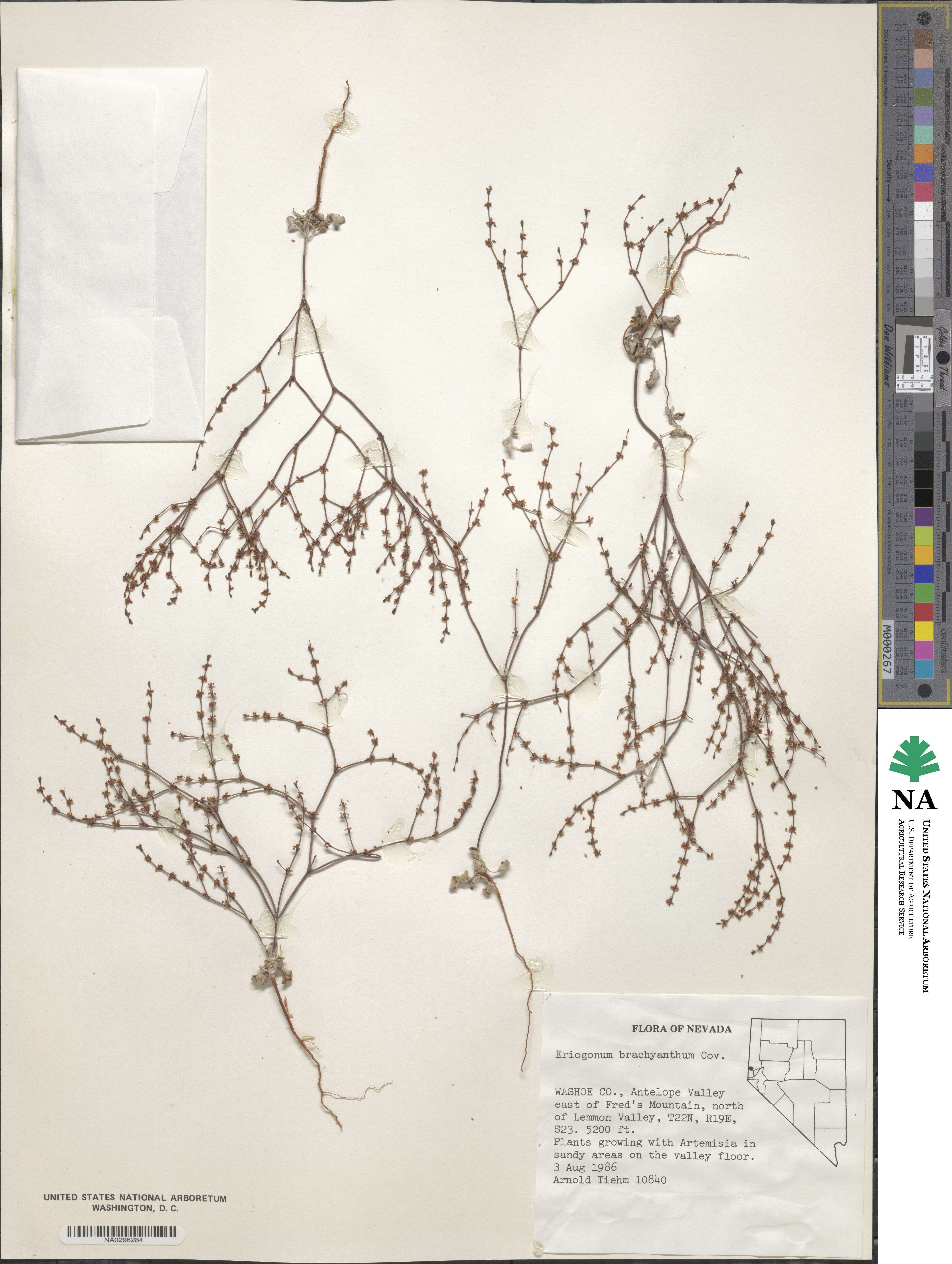 Eriogonum brachyanthum image
