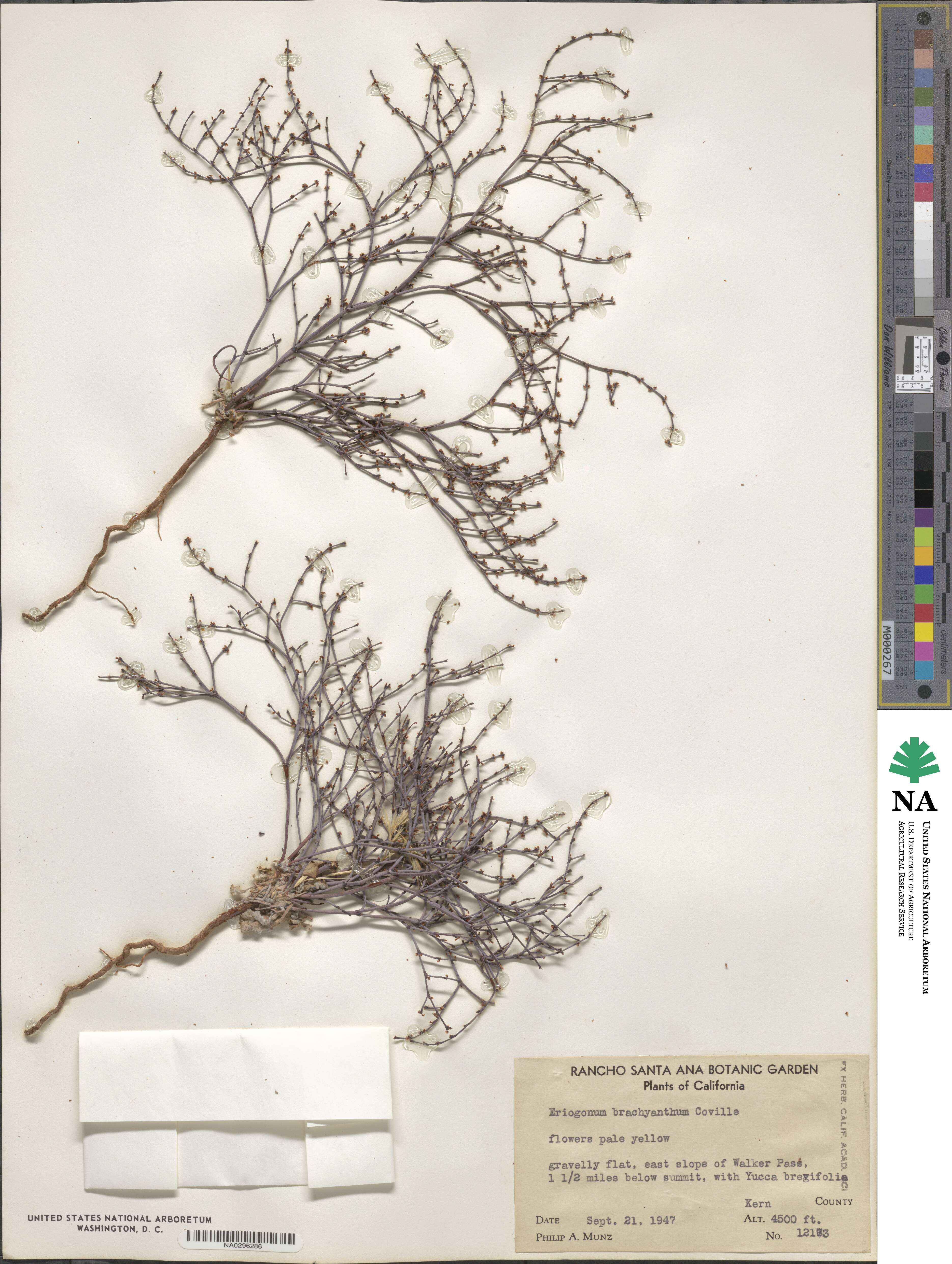 Eriogonum brachyanthum image