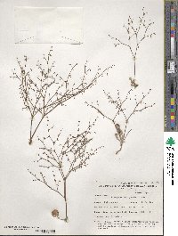 Eriogonum brachypodum image