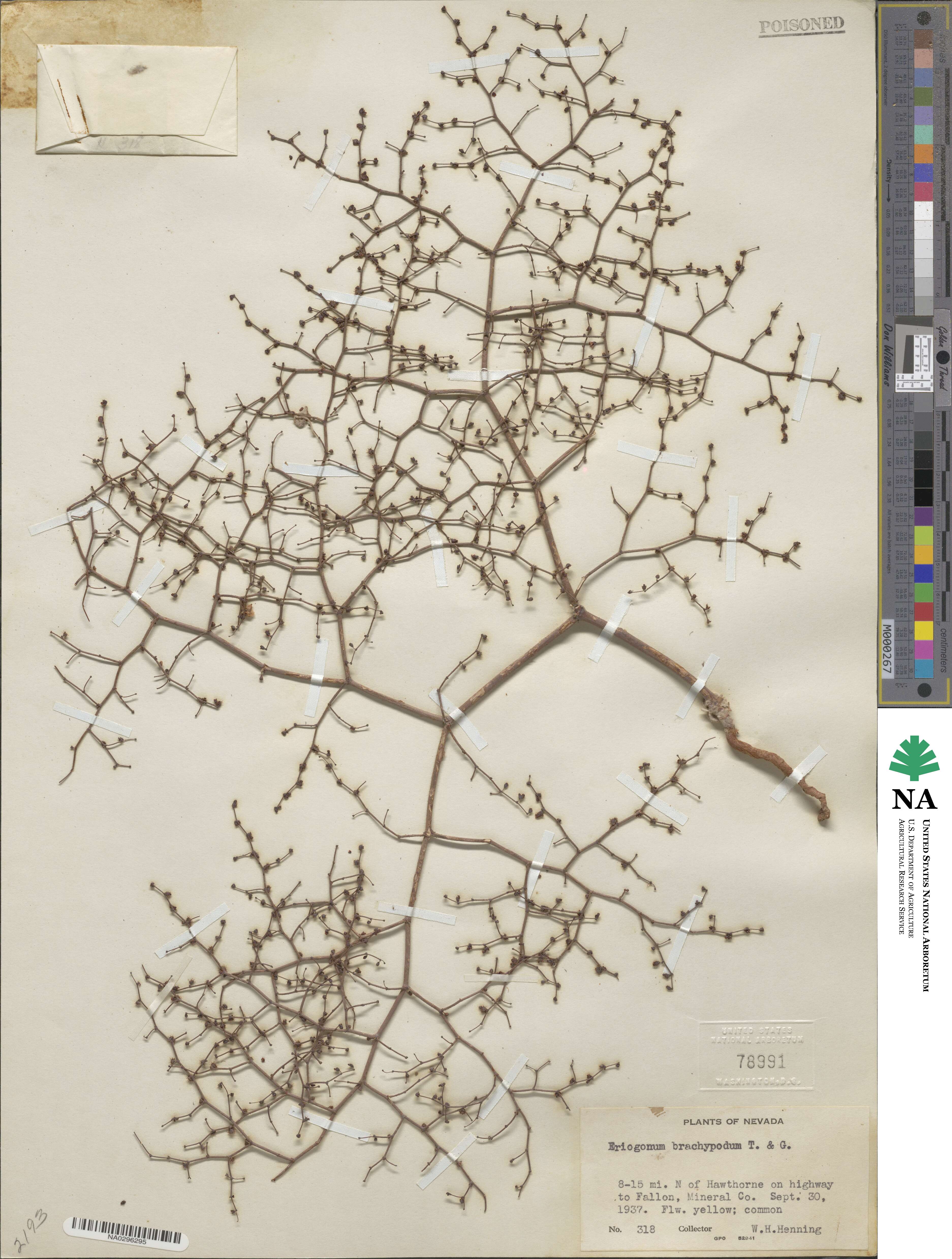 Eriogonum brachypodum image