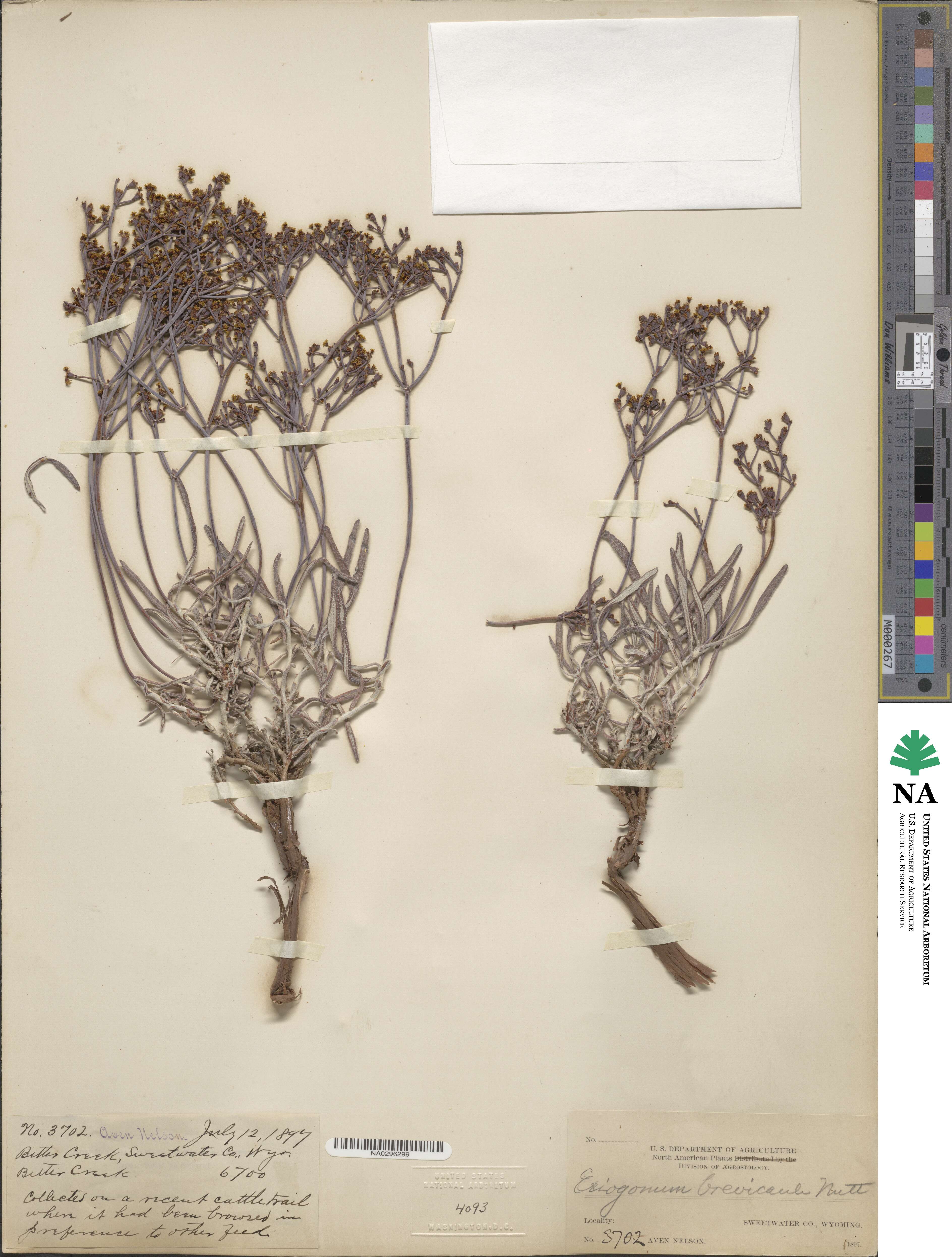 Eriogonum brevicaule image