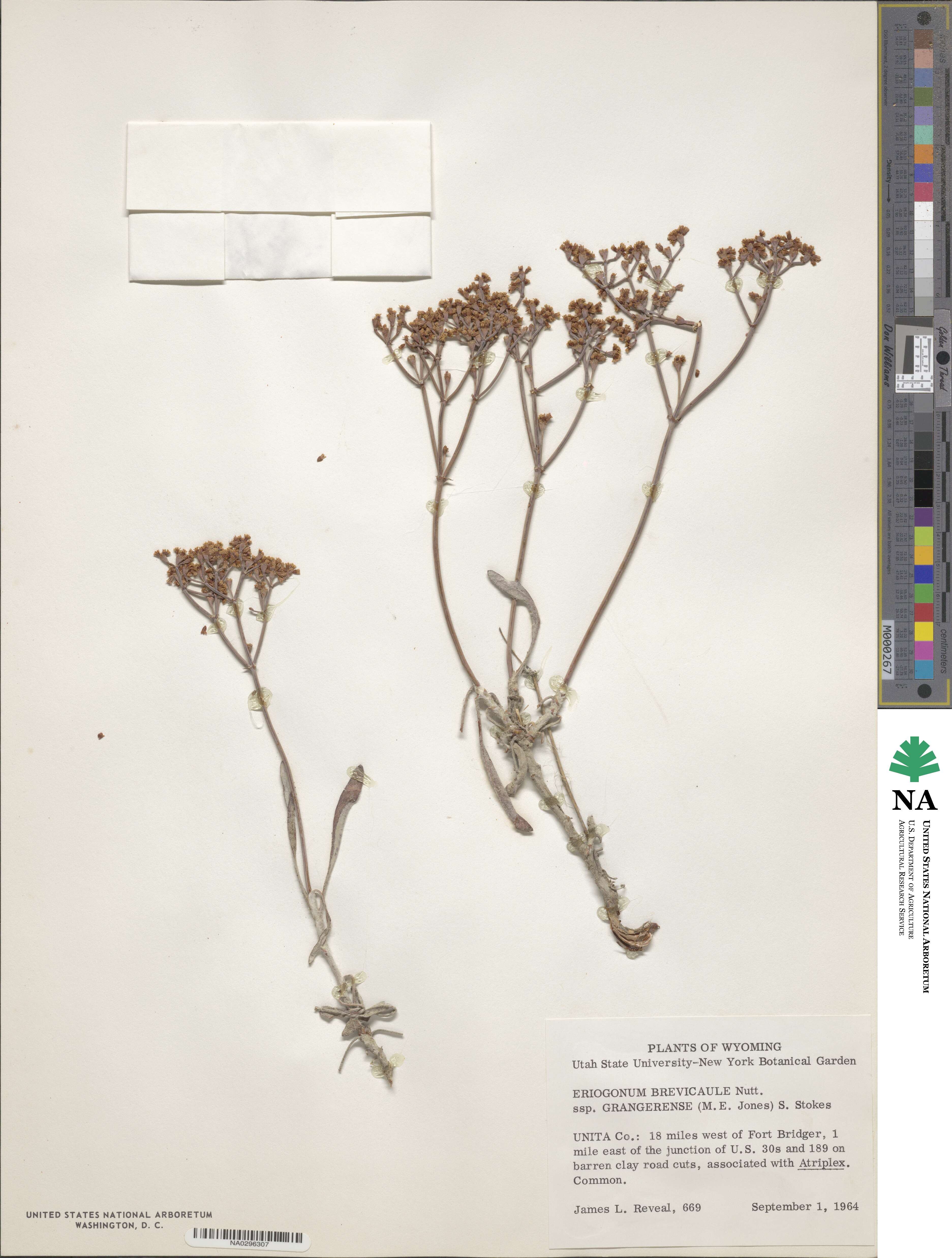 Eriogonum brevicaule image