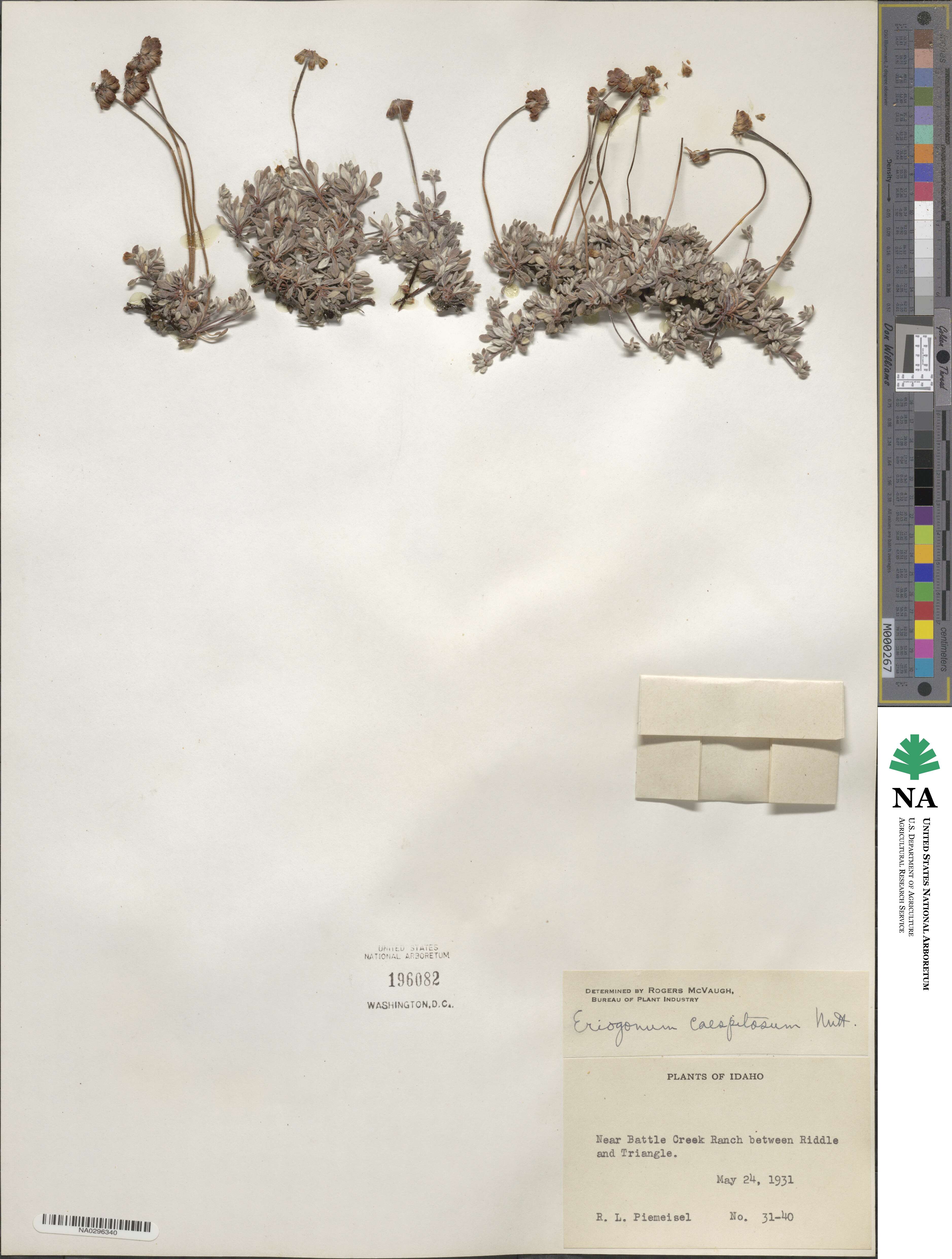 Eriogonum caespitosum image