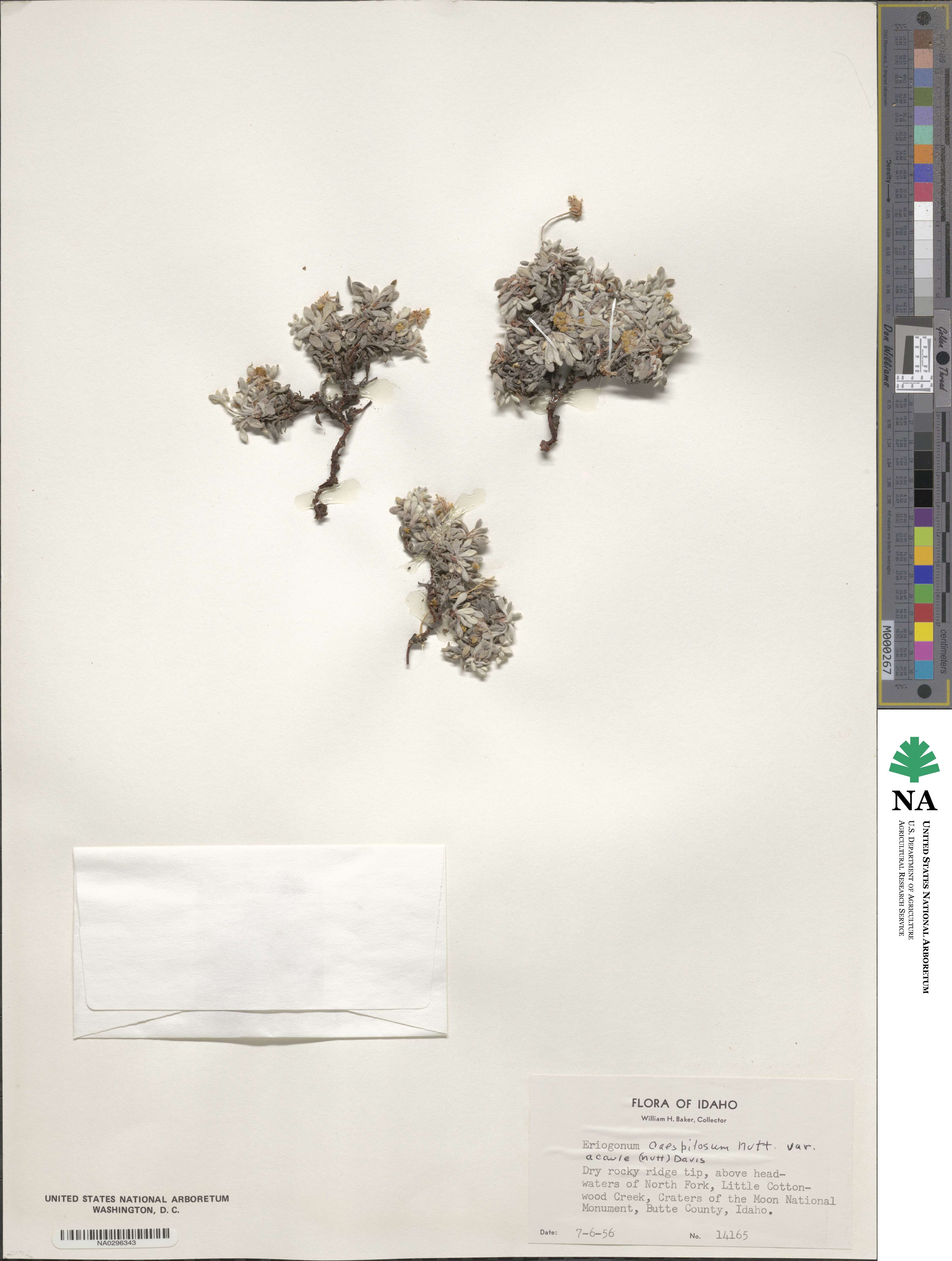 Eriogonum acaule image