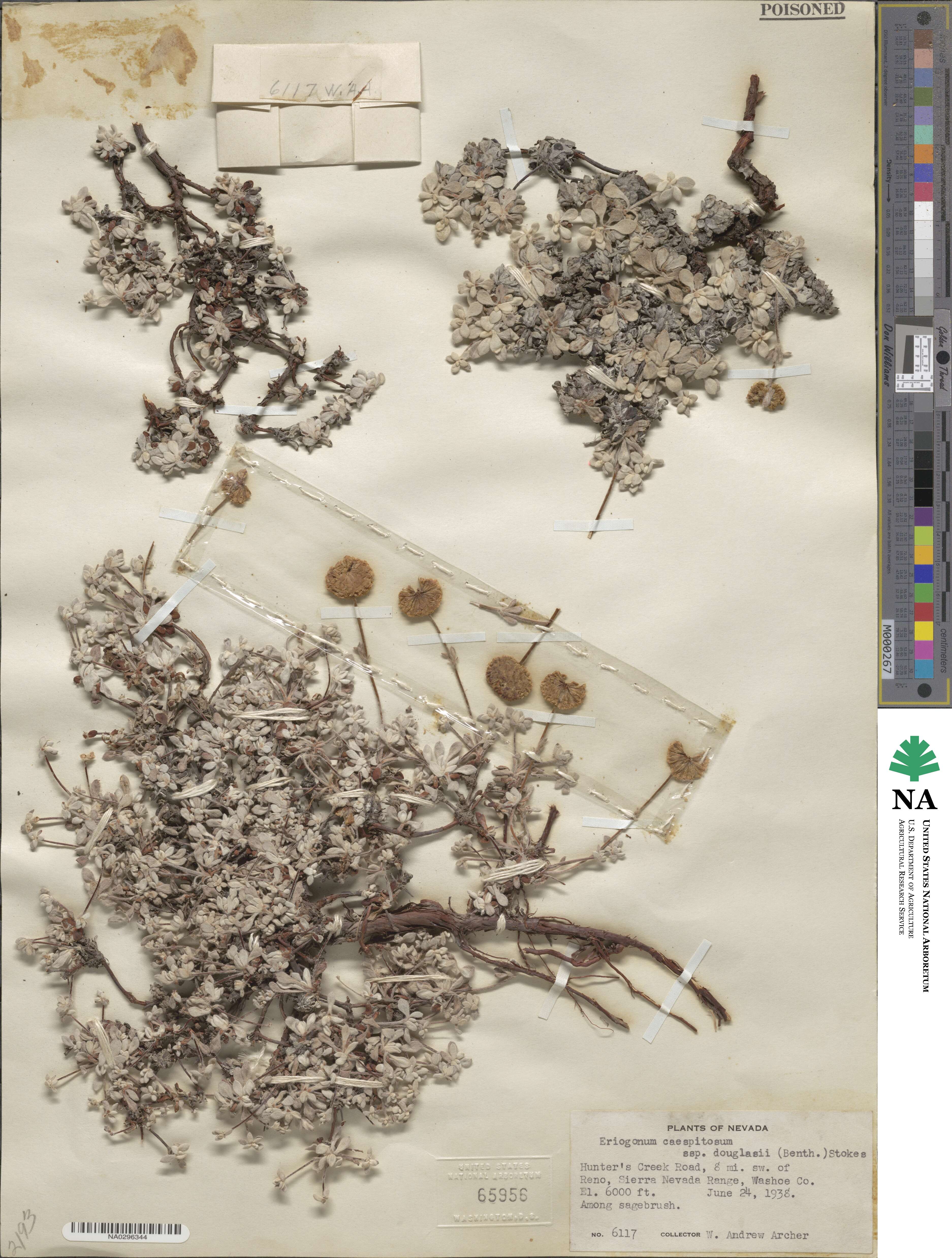 Eriogonum douglasii image