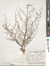 Image of Eriogonum glandulosum