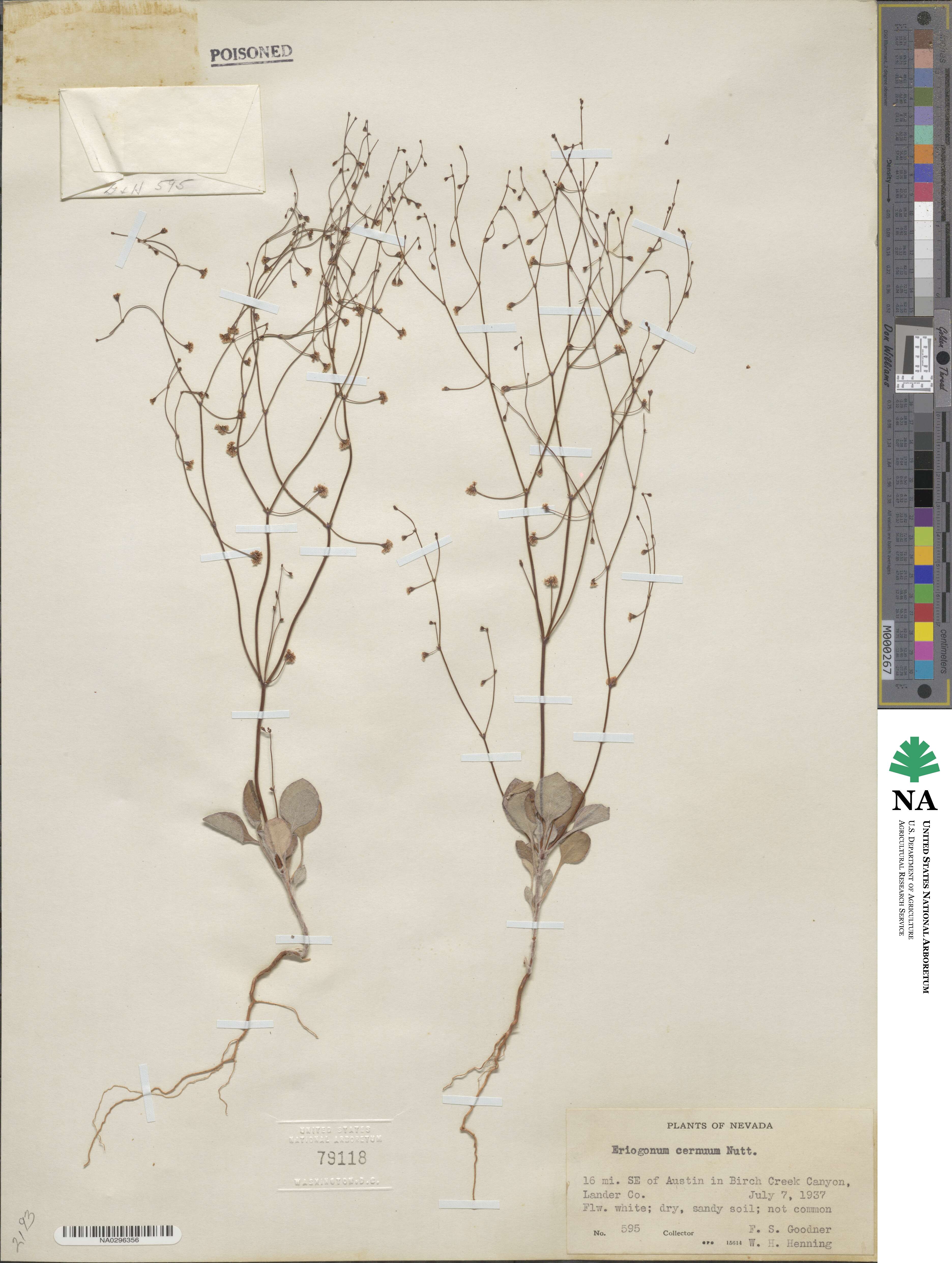 Eriogonum cernuum image