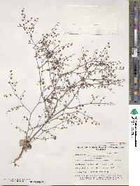 Eriogonum cernuum image