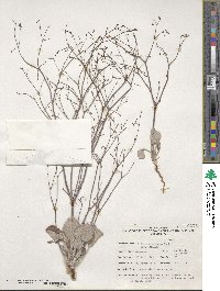 Eriogonum cernuum image