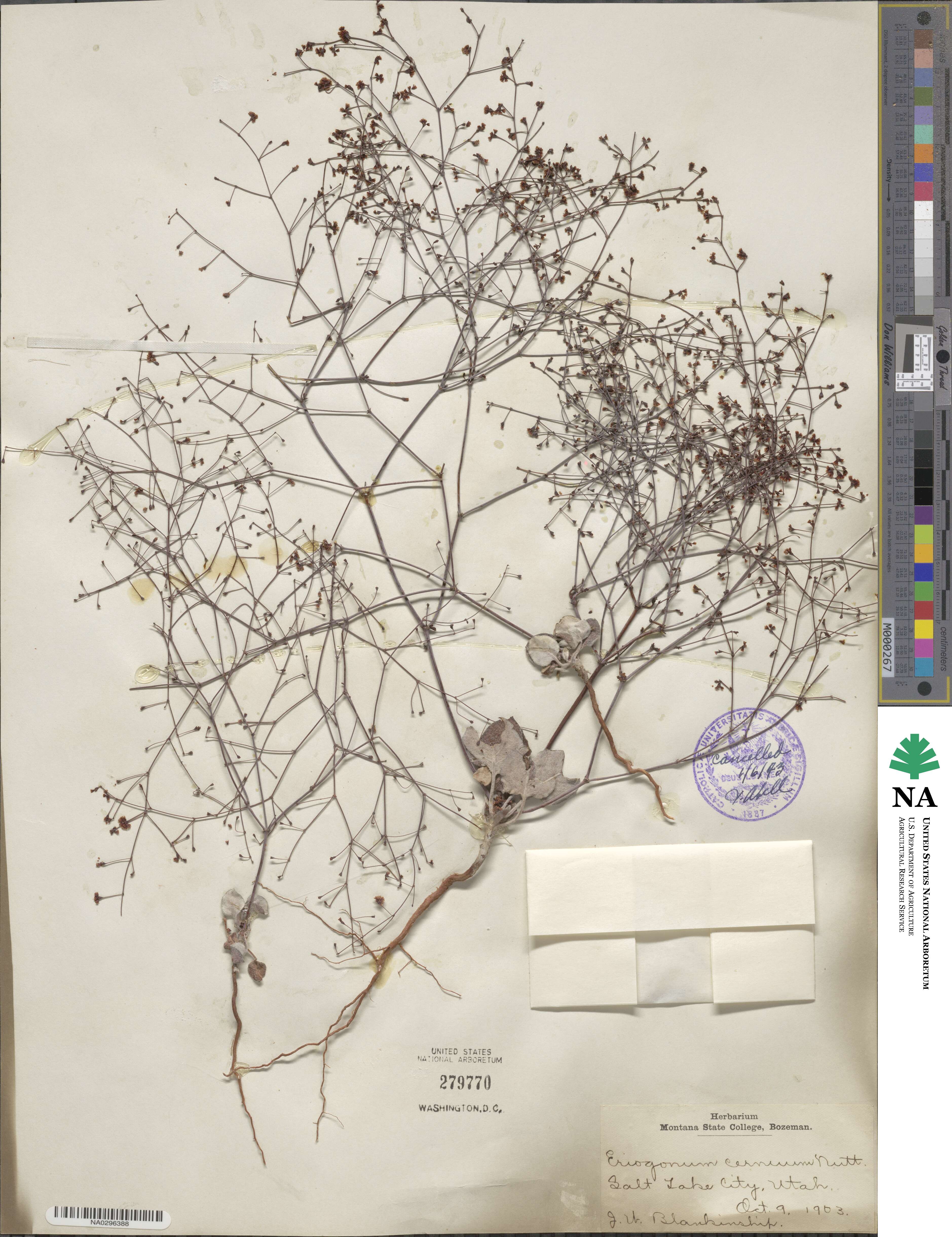 Eriogonum cernuum image