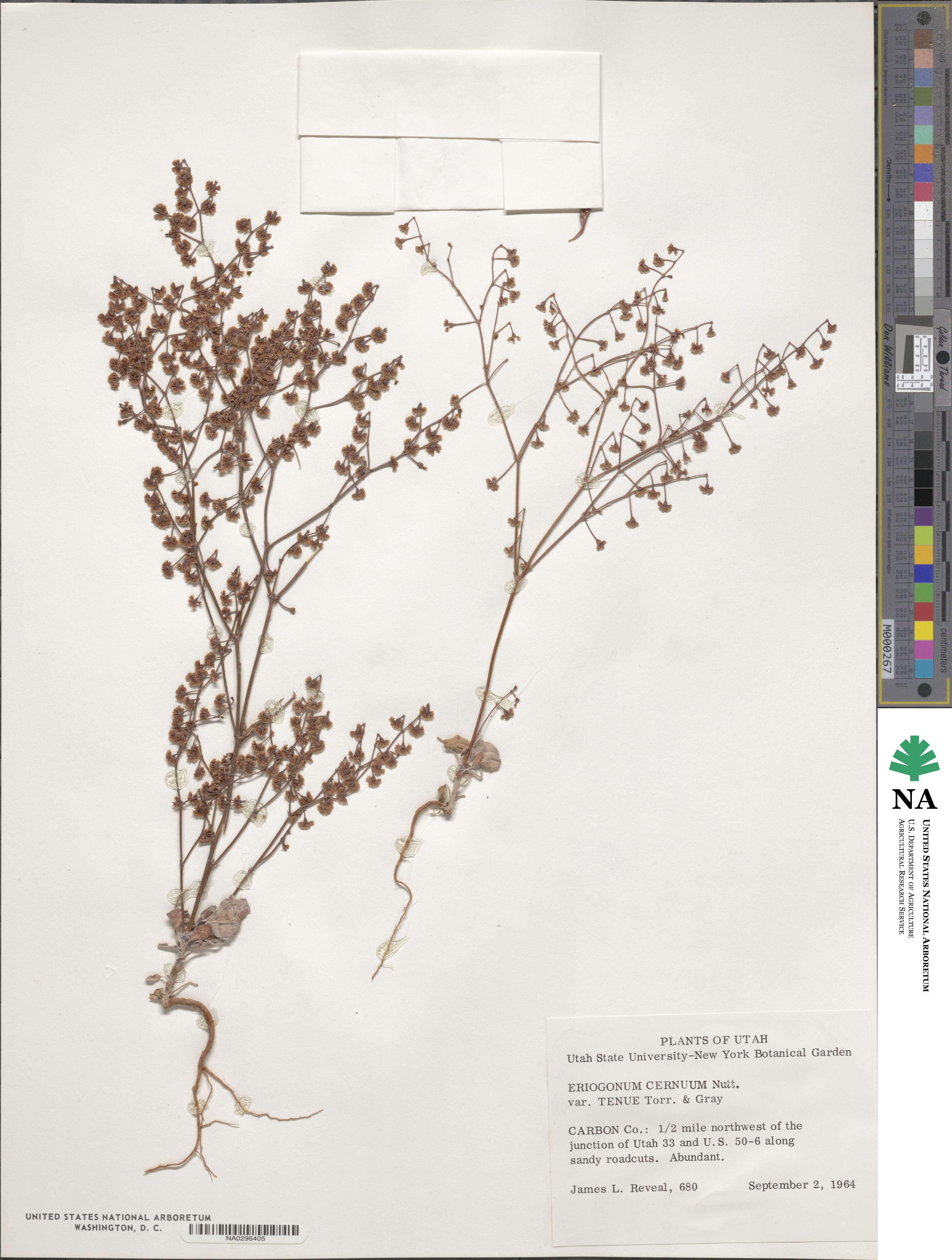Eriogonum cernuum image