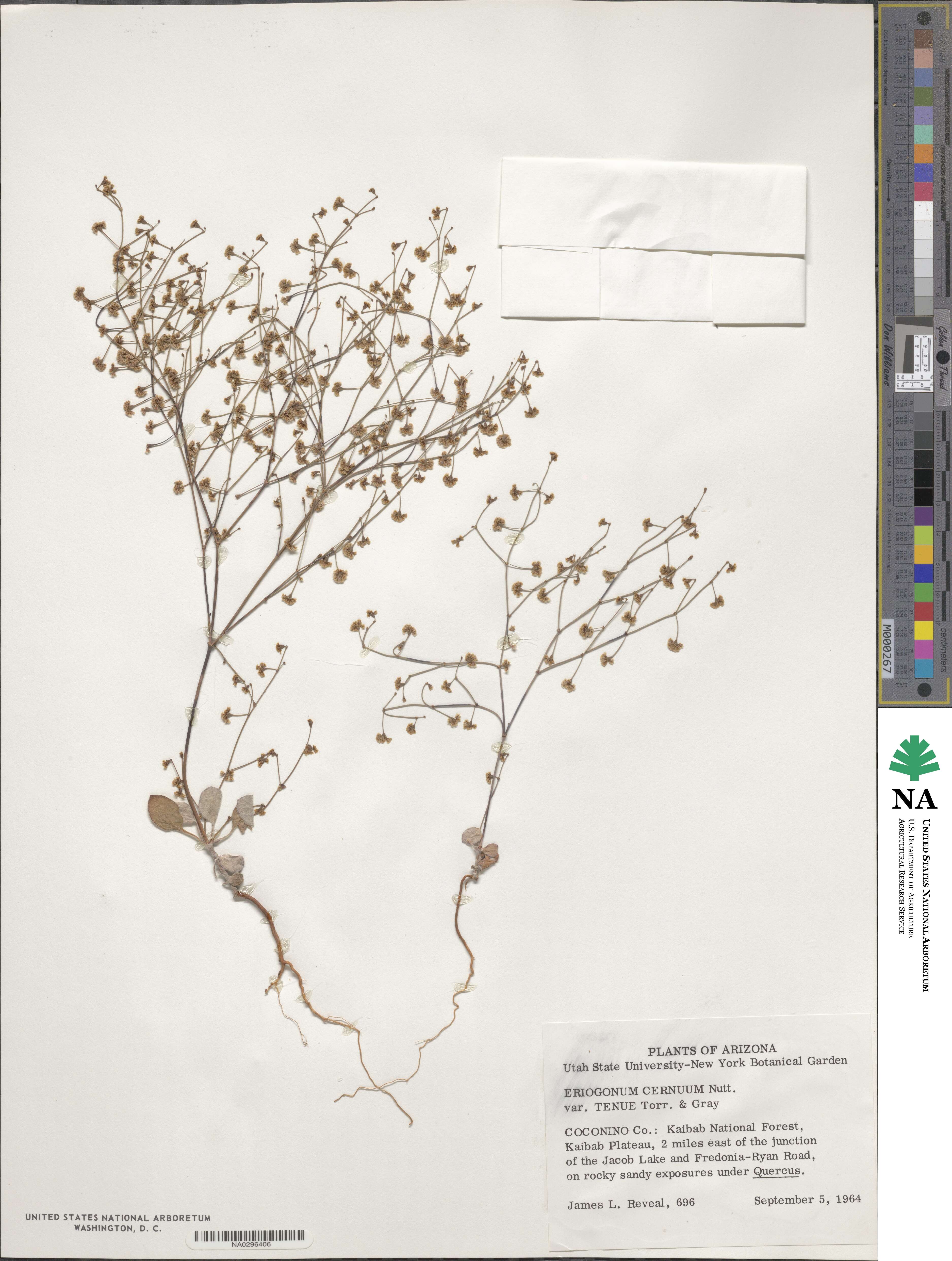 Eriogonum cernuum image