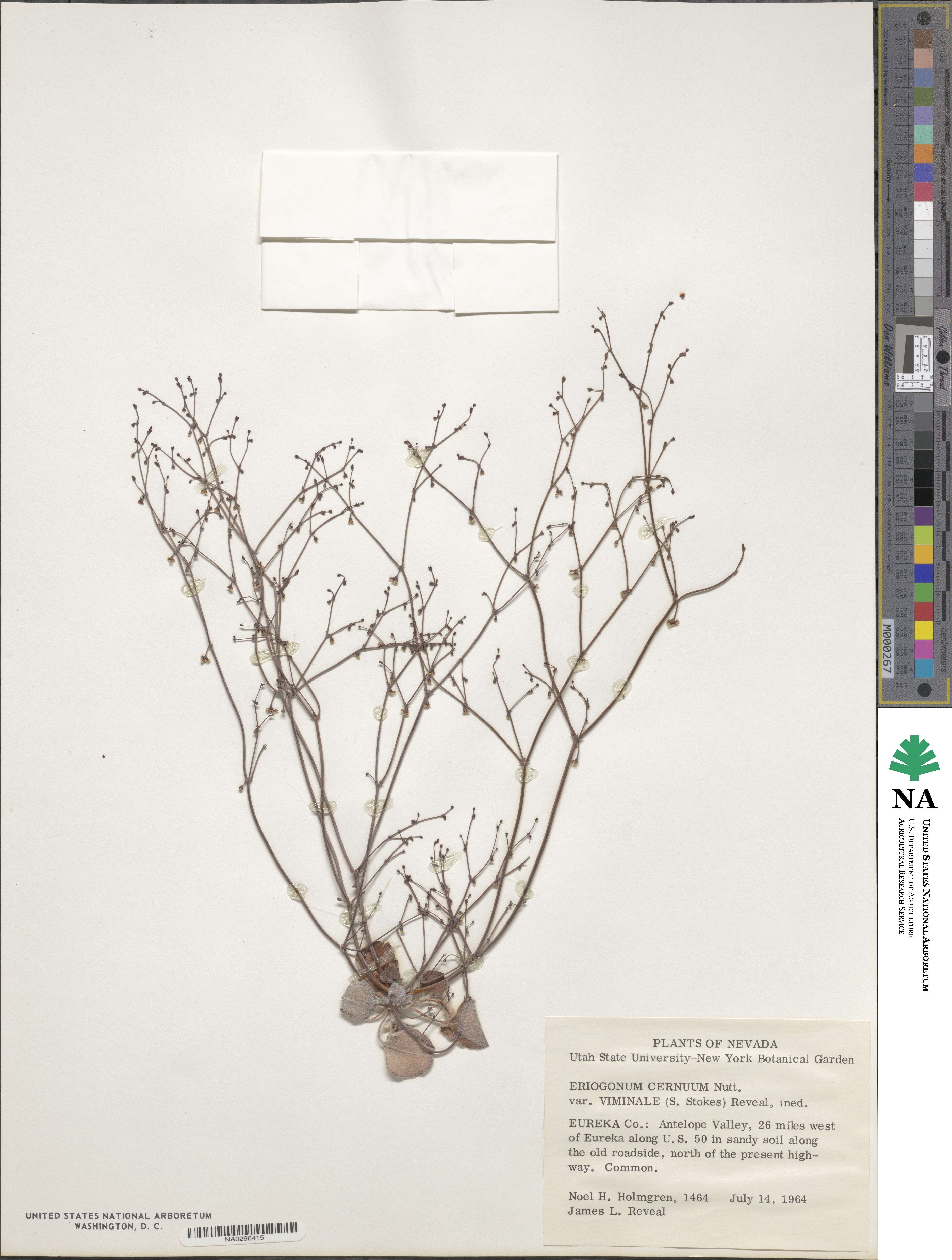 Eriogonum cernuum image