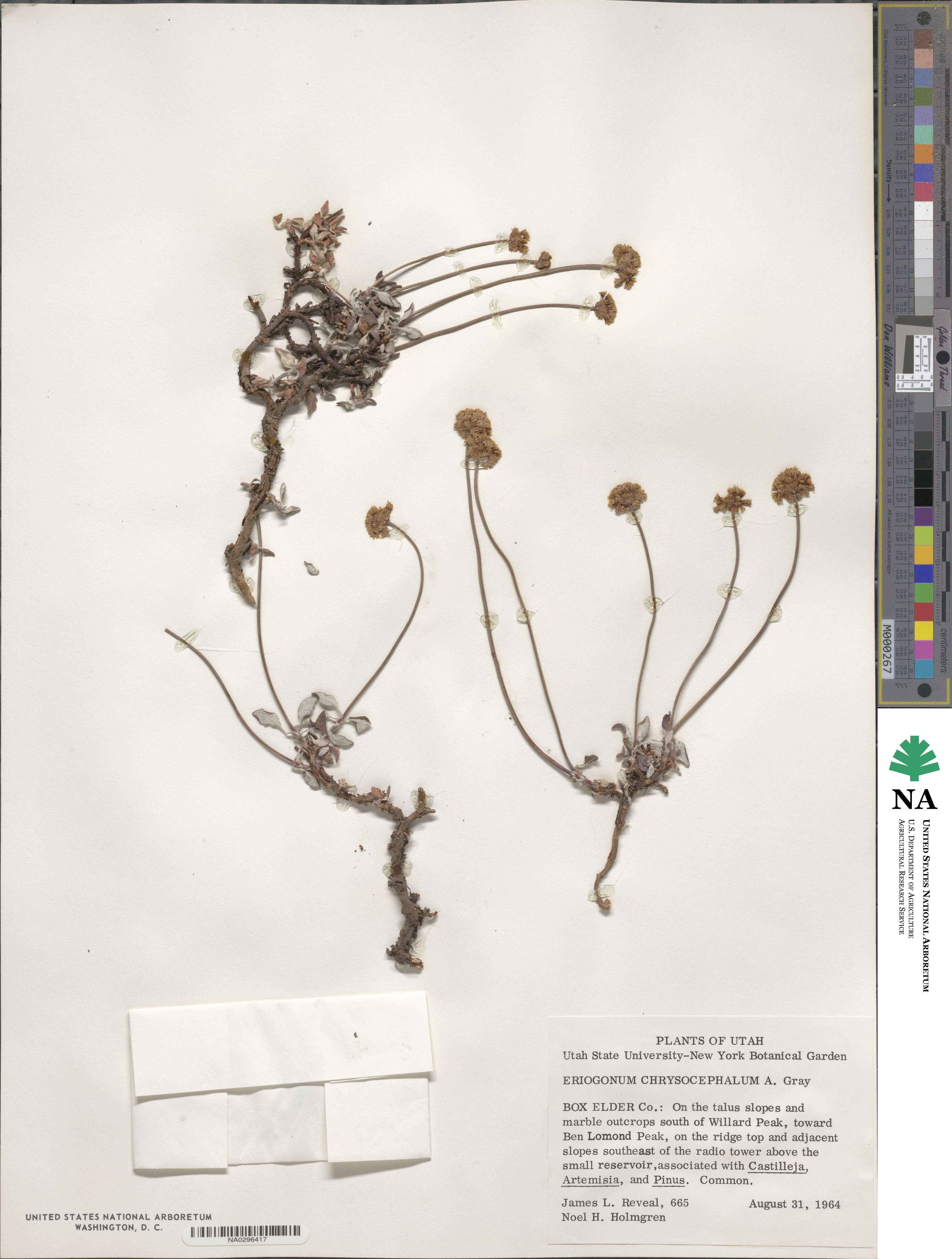 Eriogonum brevicaule image