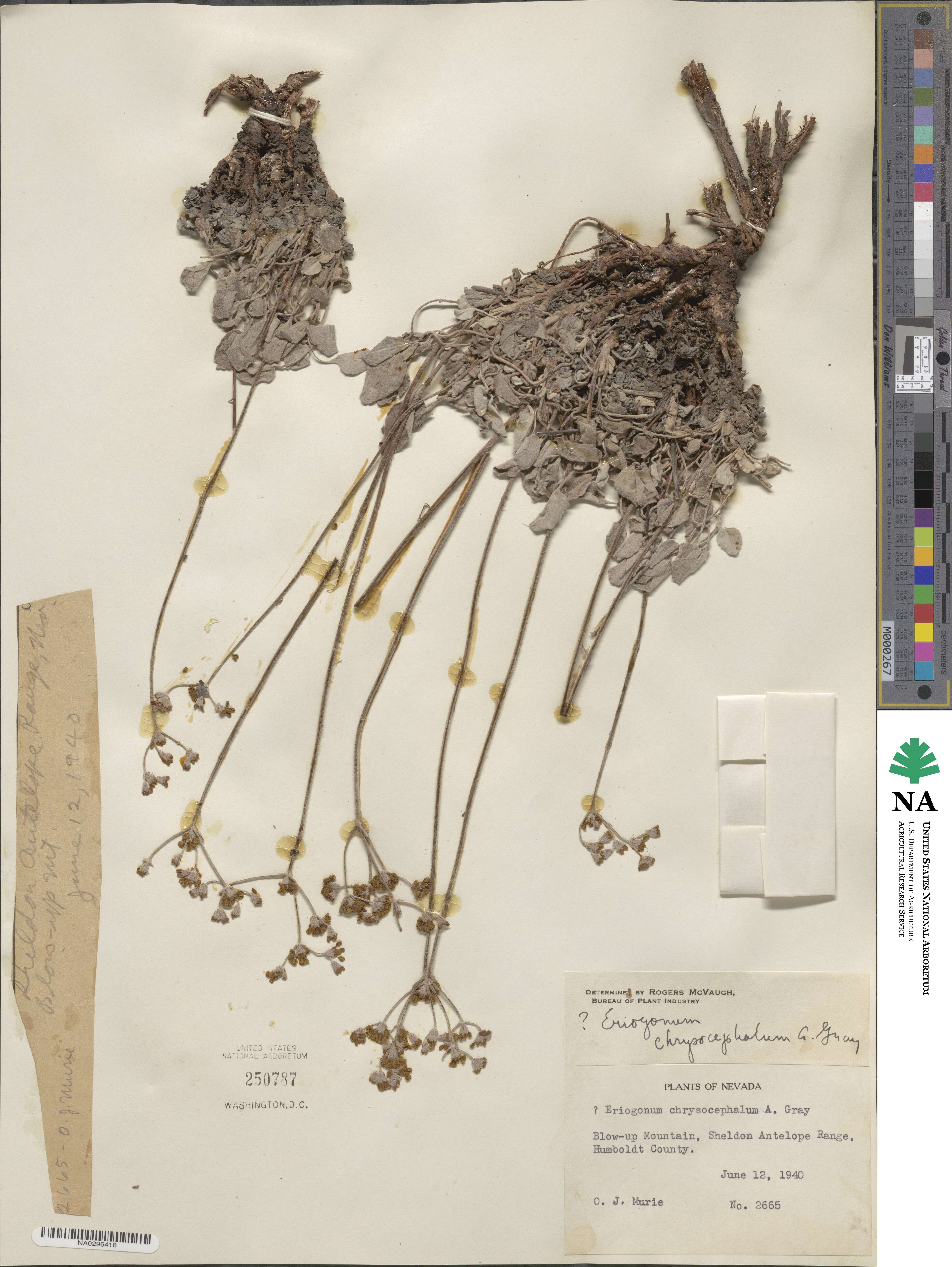 Eriogonum brevicaule var. laxifolium image