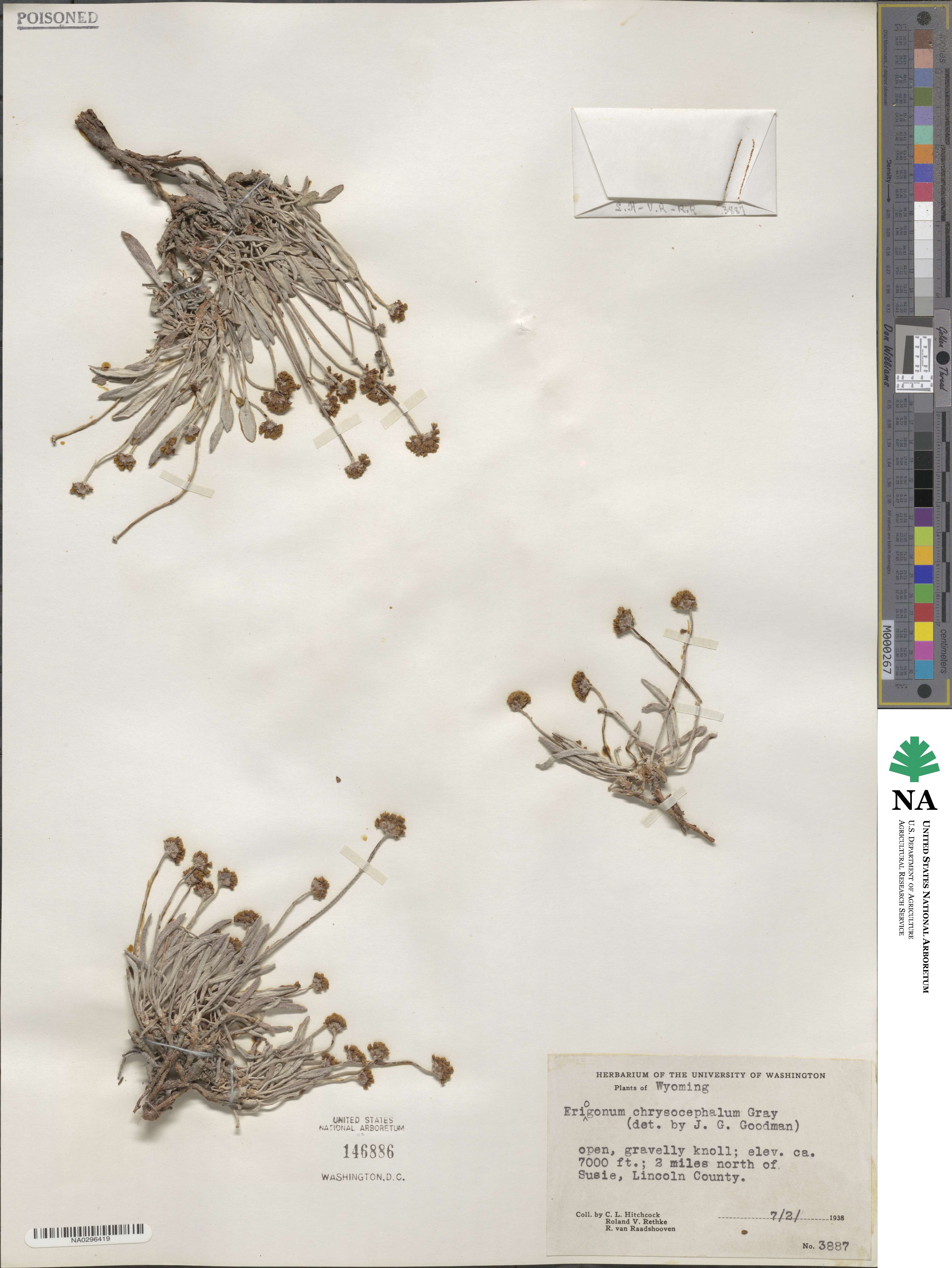 Eriogonum brevicaule var. laxifolium image