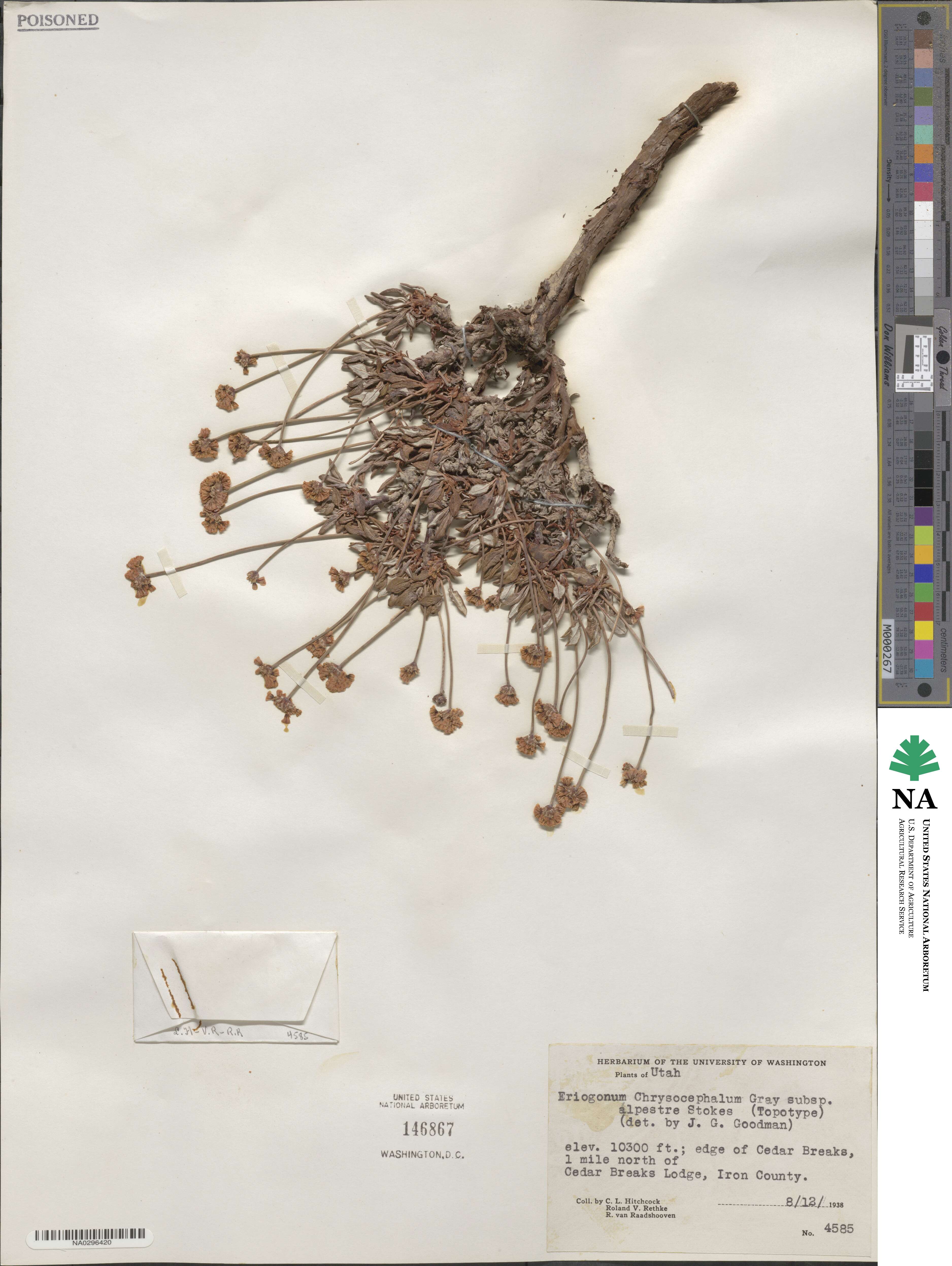 Eriogonum brevicaule var. laxifolium image