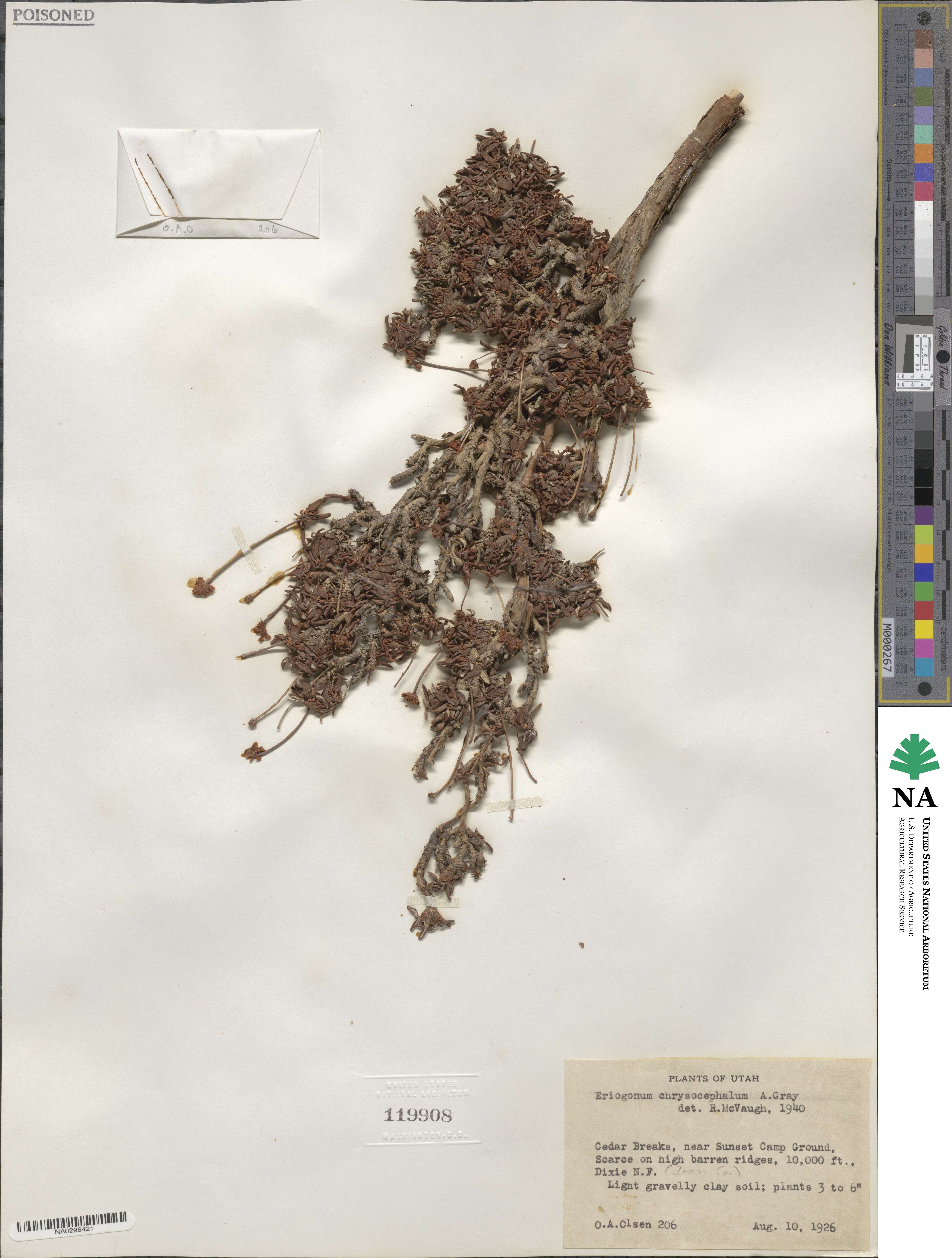 Eriogonum brevicaule var. laxifolium image