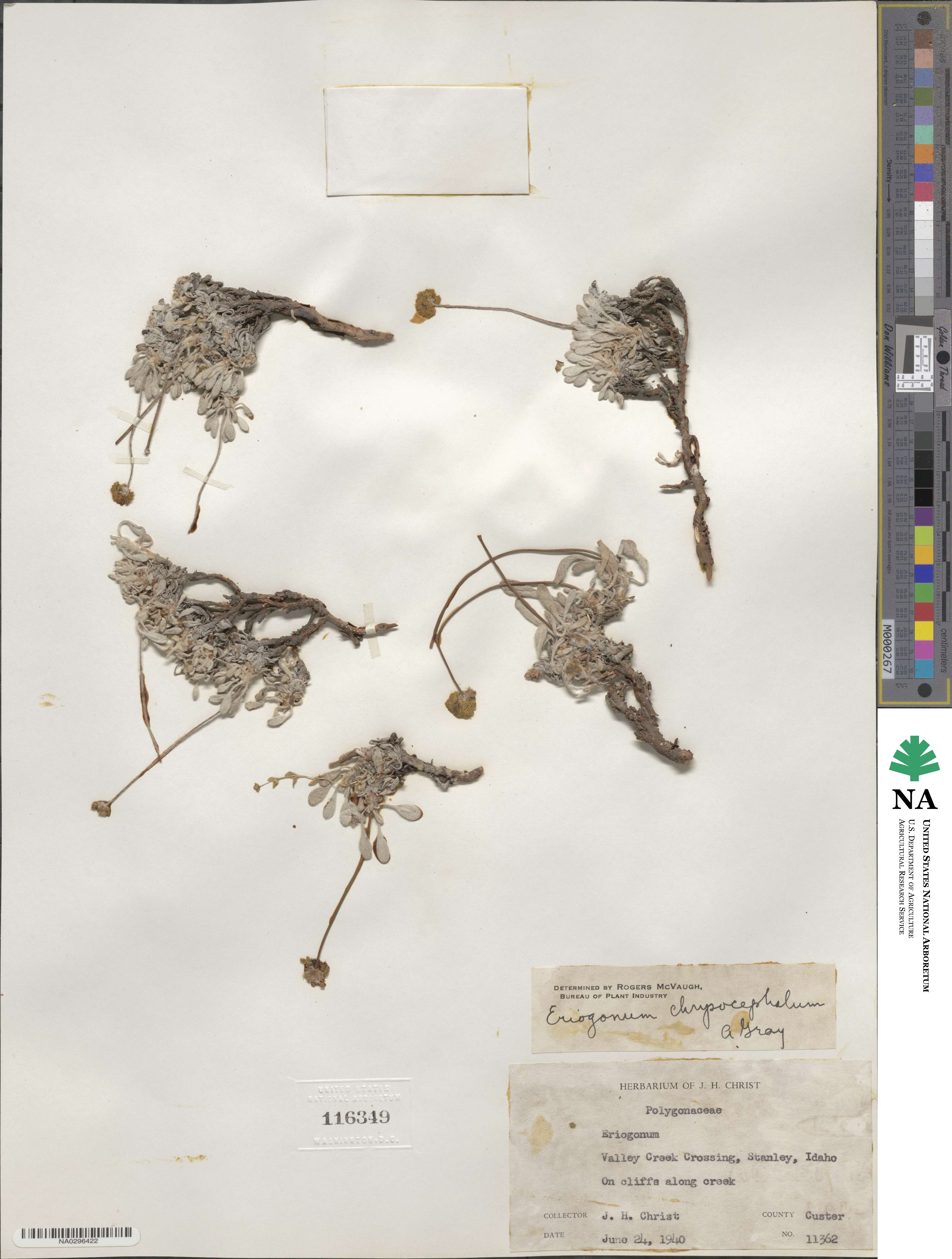 Eriogonum brevicaule var. laxifolium image