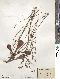 Eriogonum ciliatum image