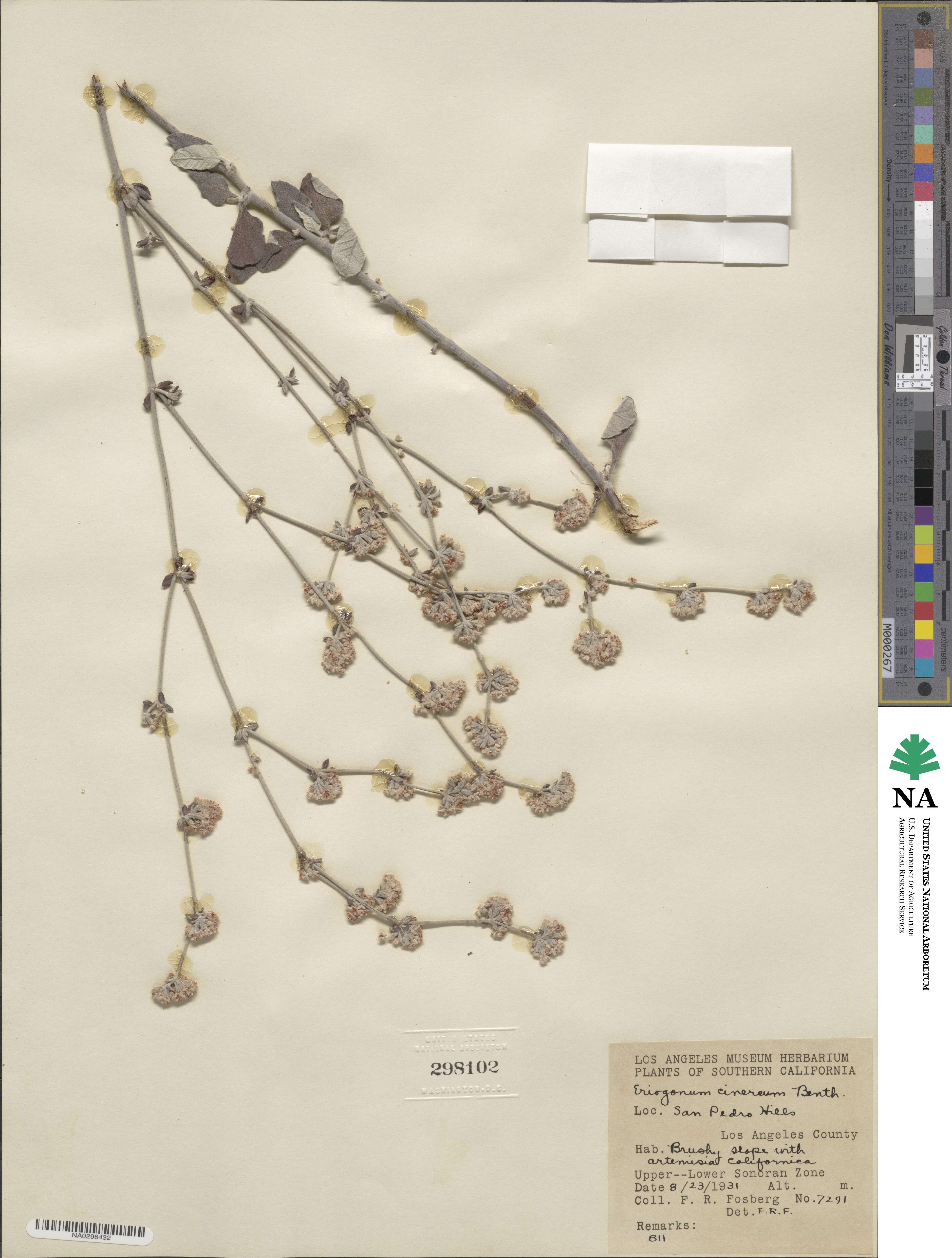 Eriogonum cinereum image