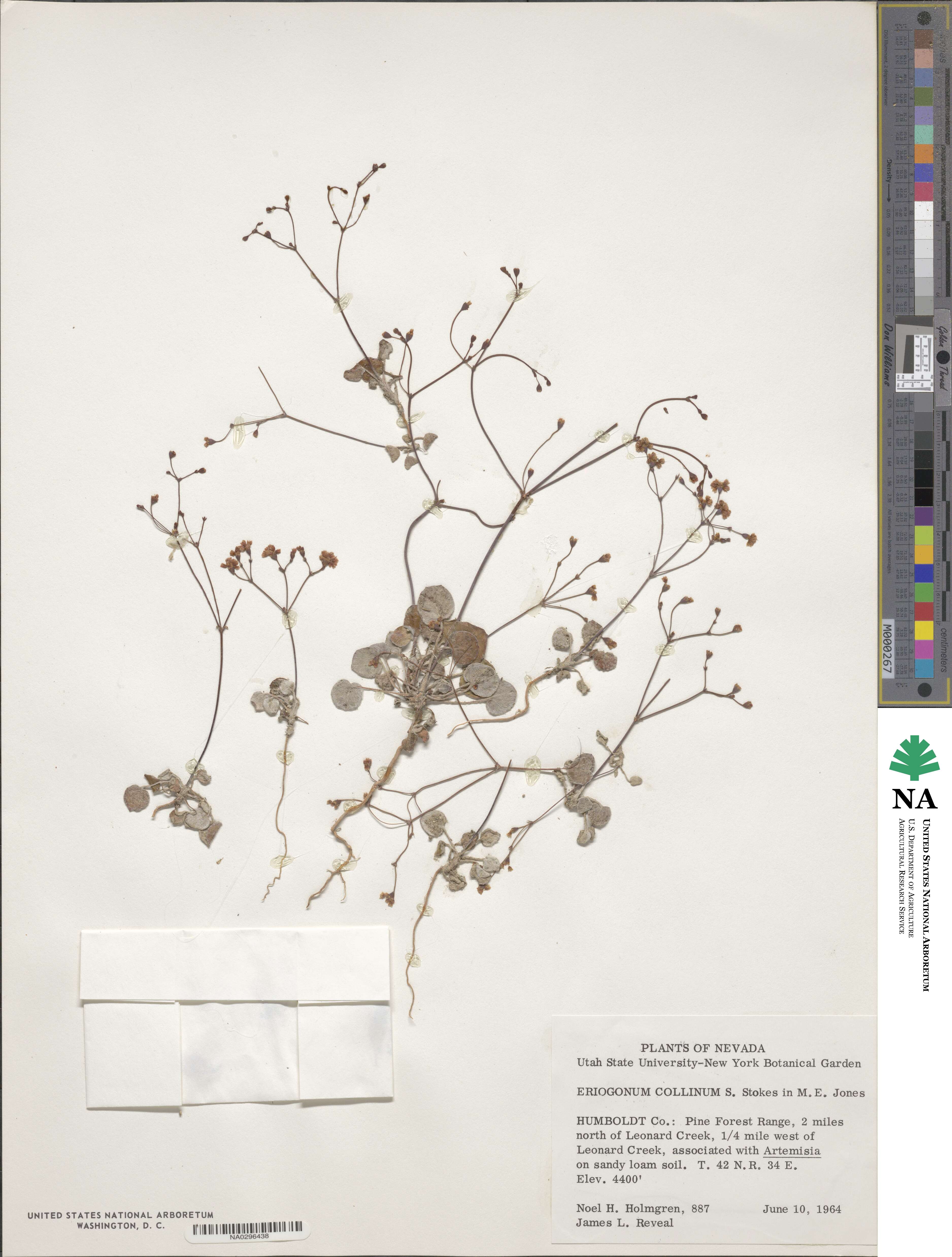 Eriogonum collinum image