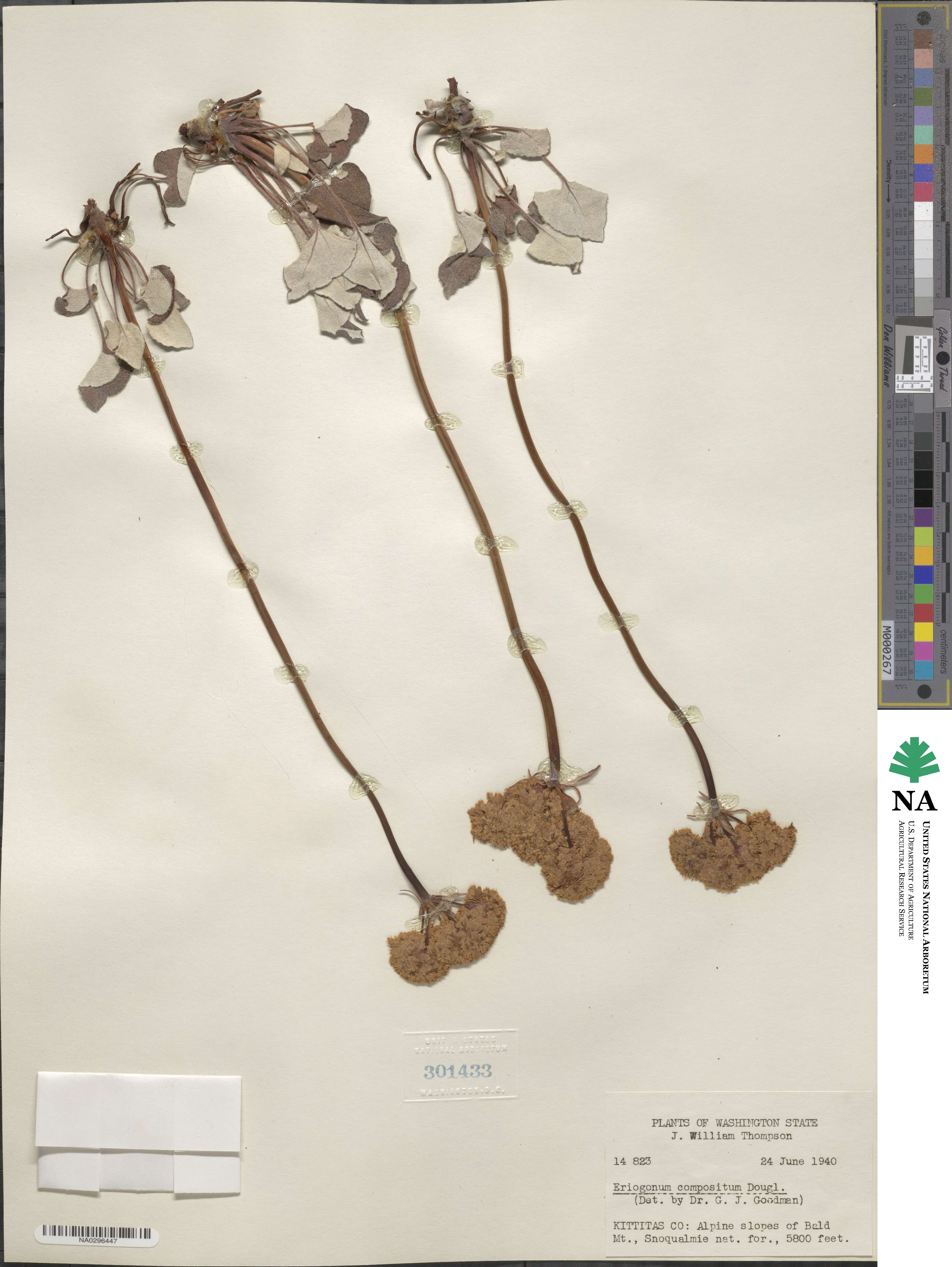 Eriogonum compositum image