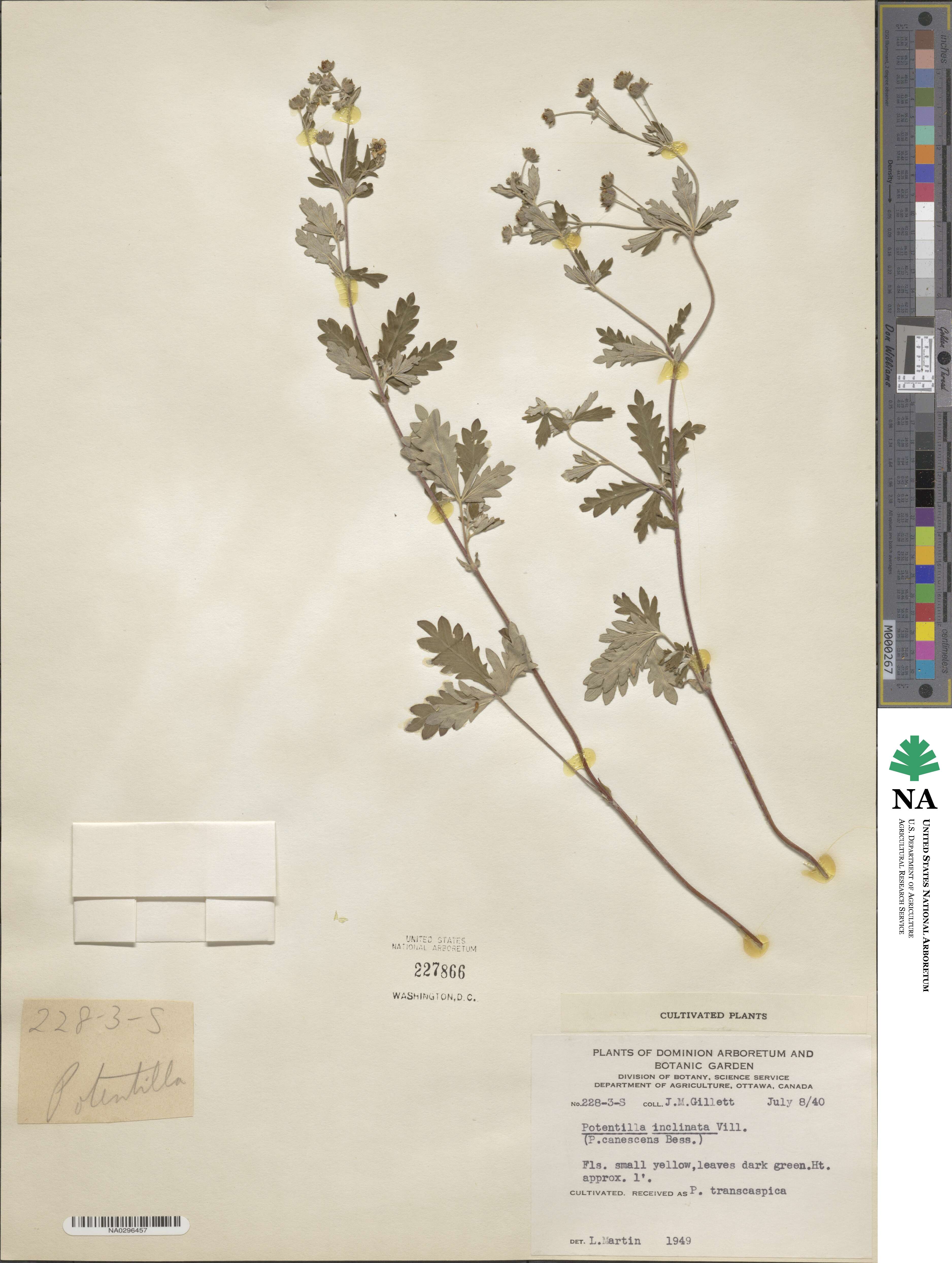 Potentilla inclinata image