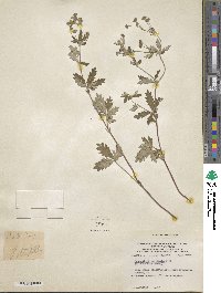 Potentilla inclinata image