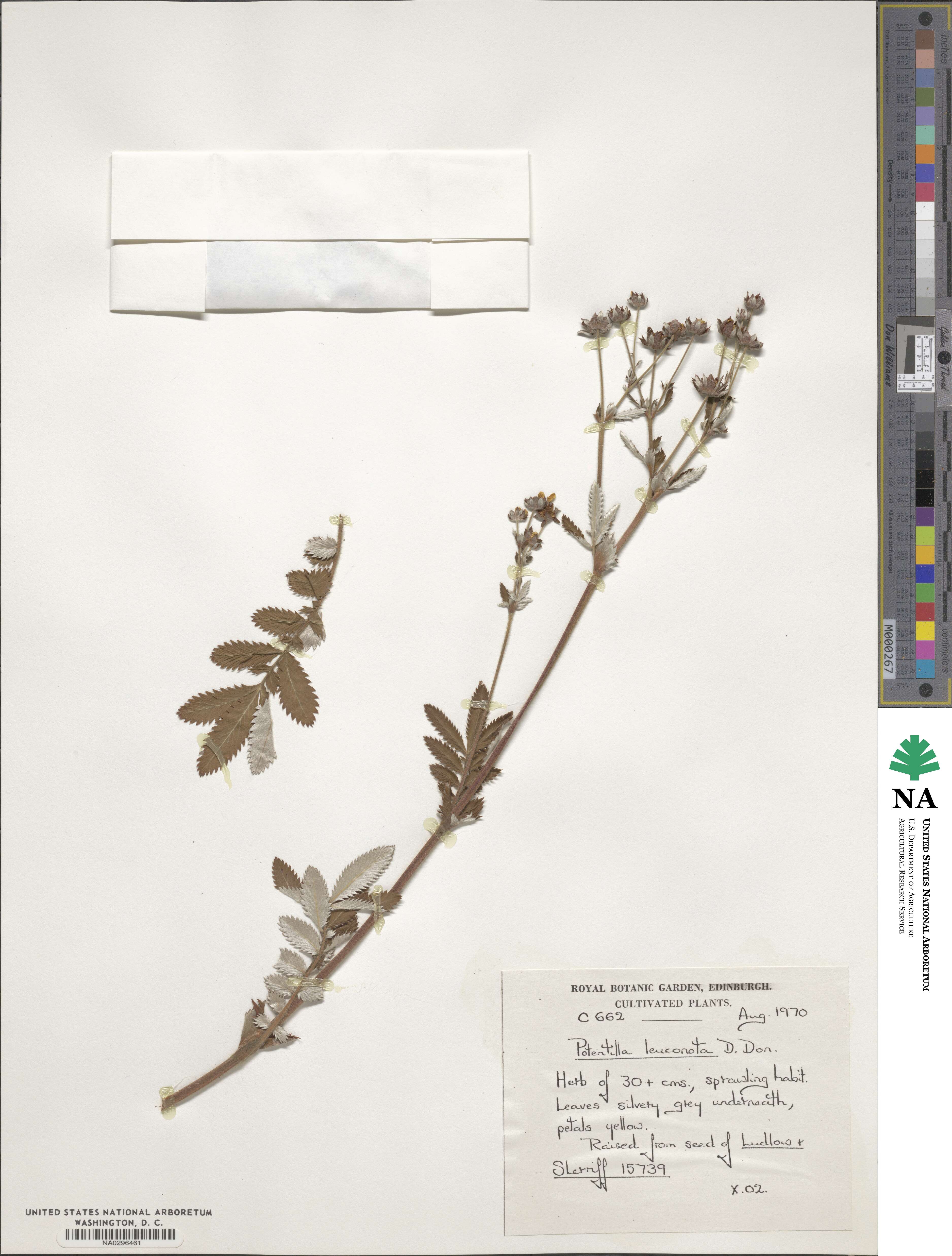 Potentilla leuconota image