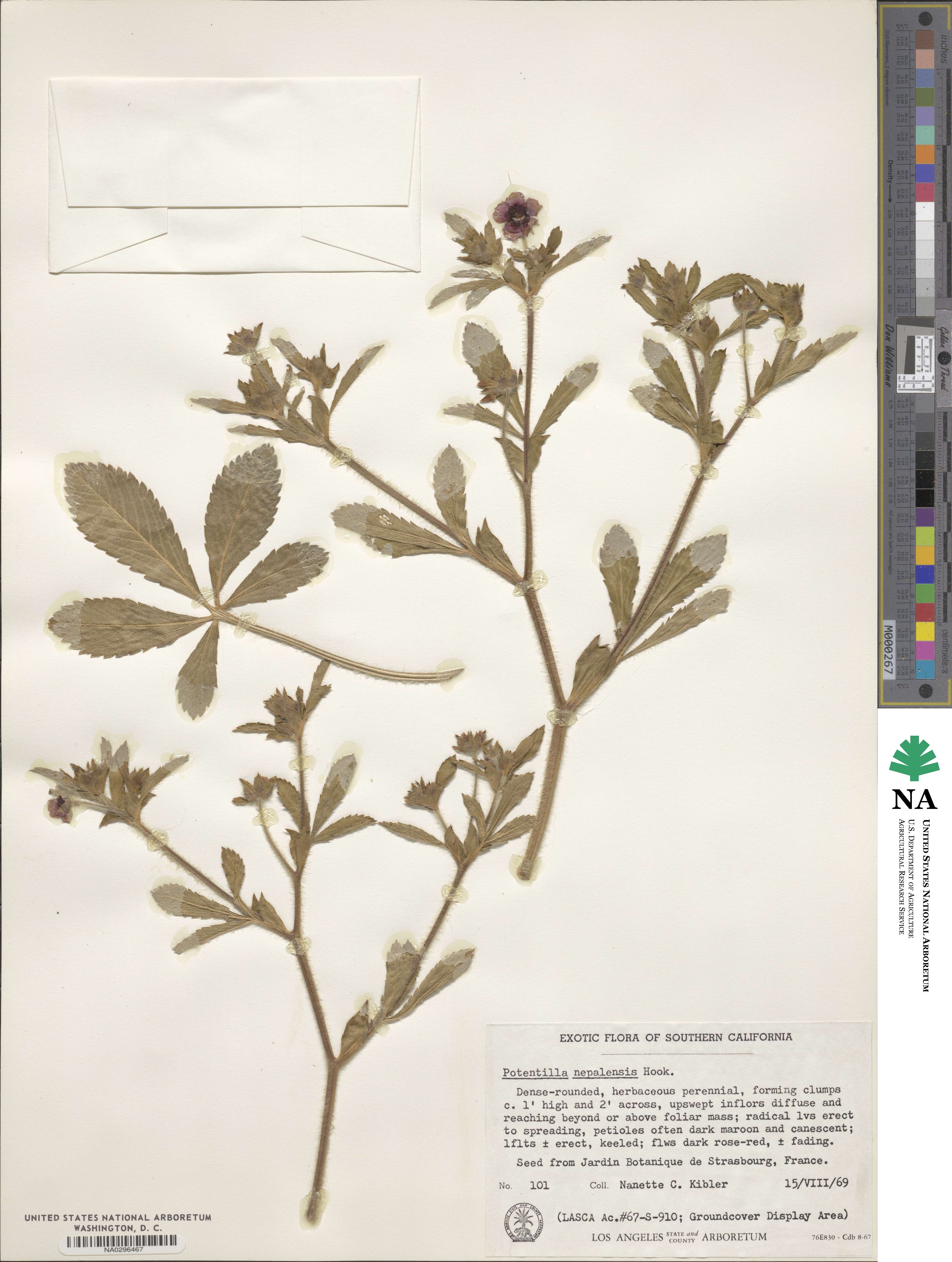 Potentilla nepalensis image