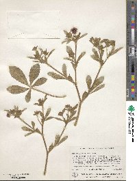 Potentilla nepalensis image